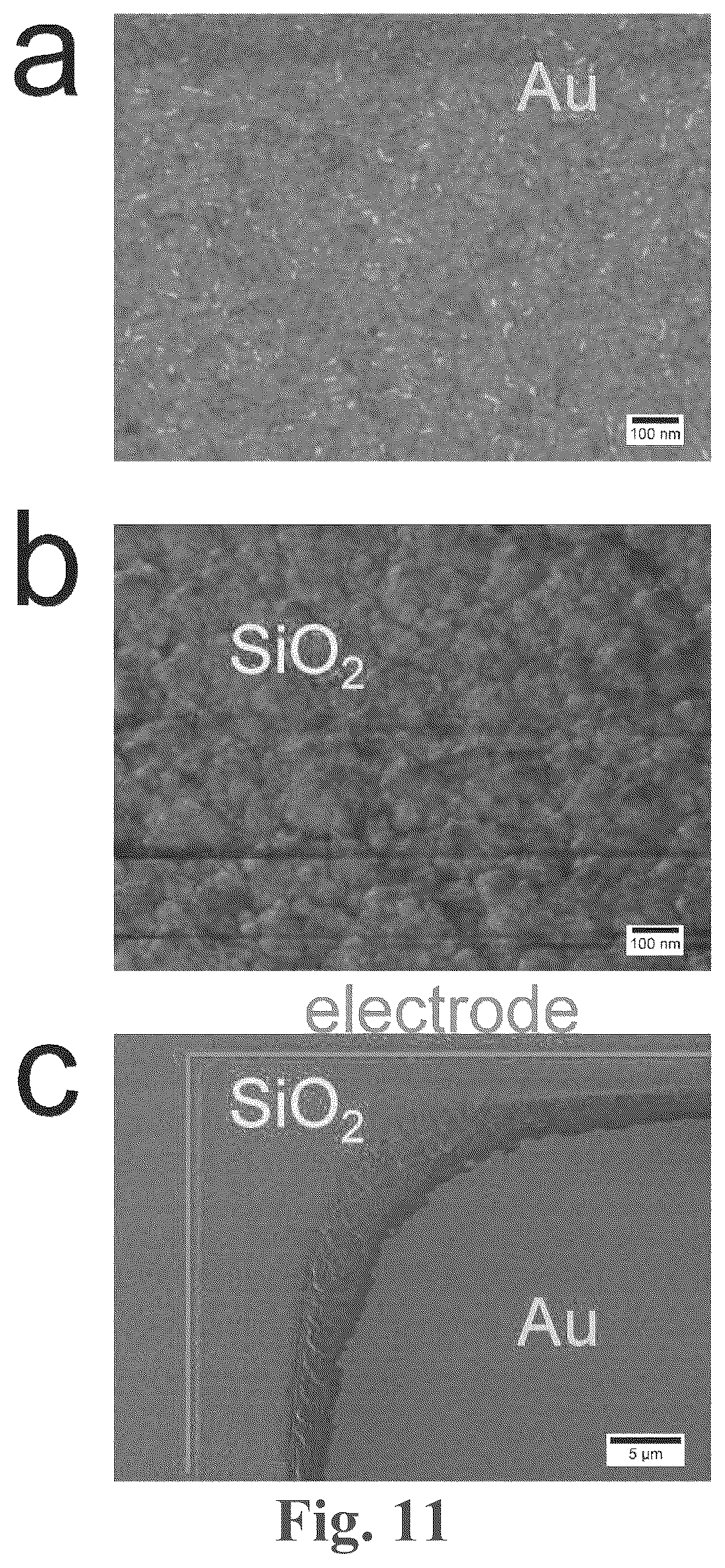 Patent US12618835 Figure 9 – Multiplex microelectrode array for detection of proteases as biomarkers