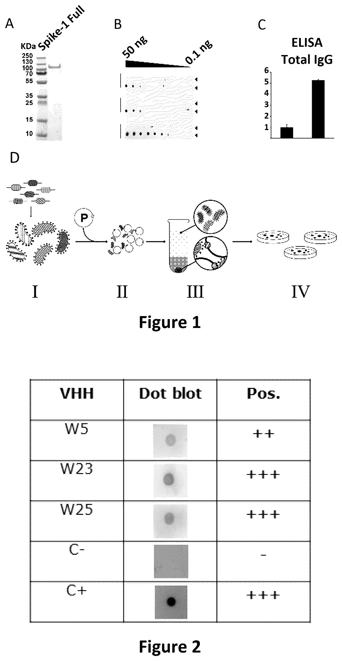 Patent US12618838 Figure 1 – Single domain VHH antibodies against SARS-CoV-2 virus
