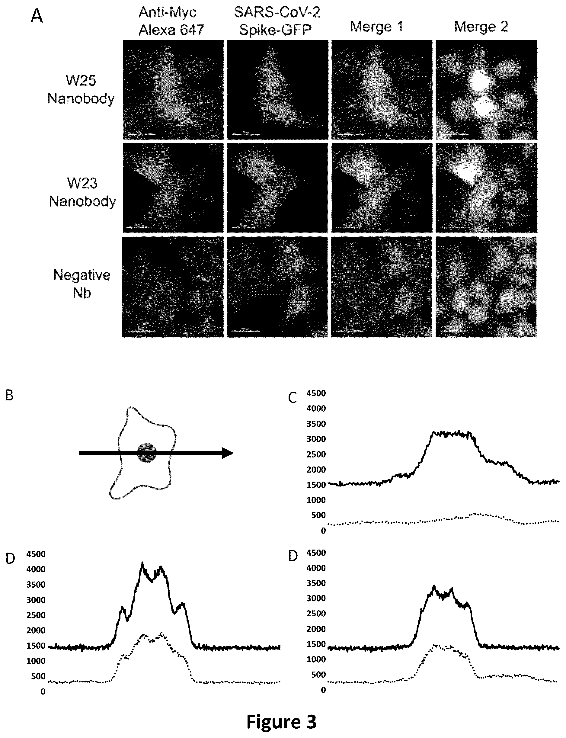 Patent US12618838 Figure 2 – Single domain VHH antibodies against SARS-CoV-2 virus