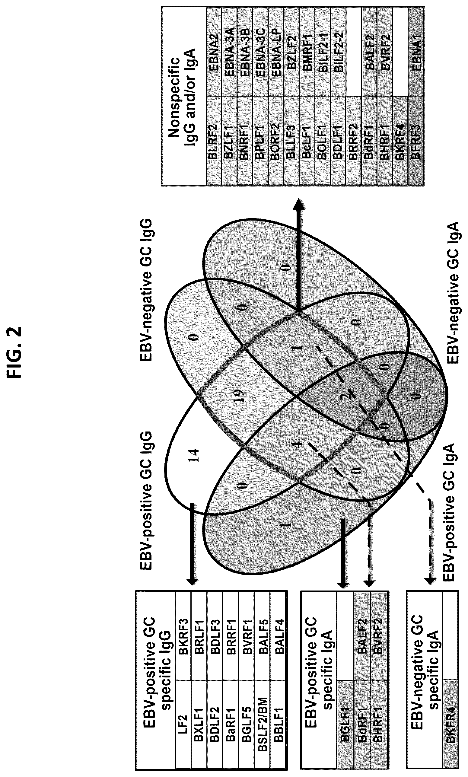 Patent US12618839 Figure 2 – Antibodies for detecting Epstein Barr virus-positive gastric cancer