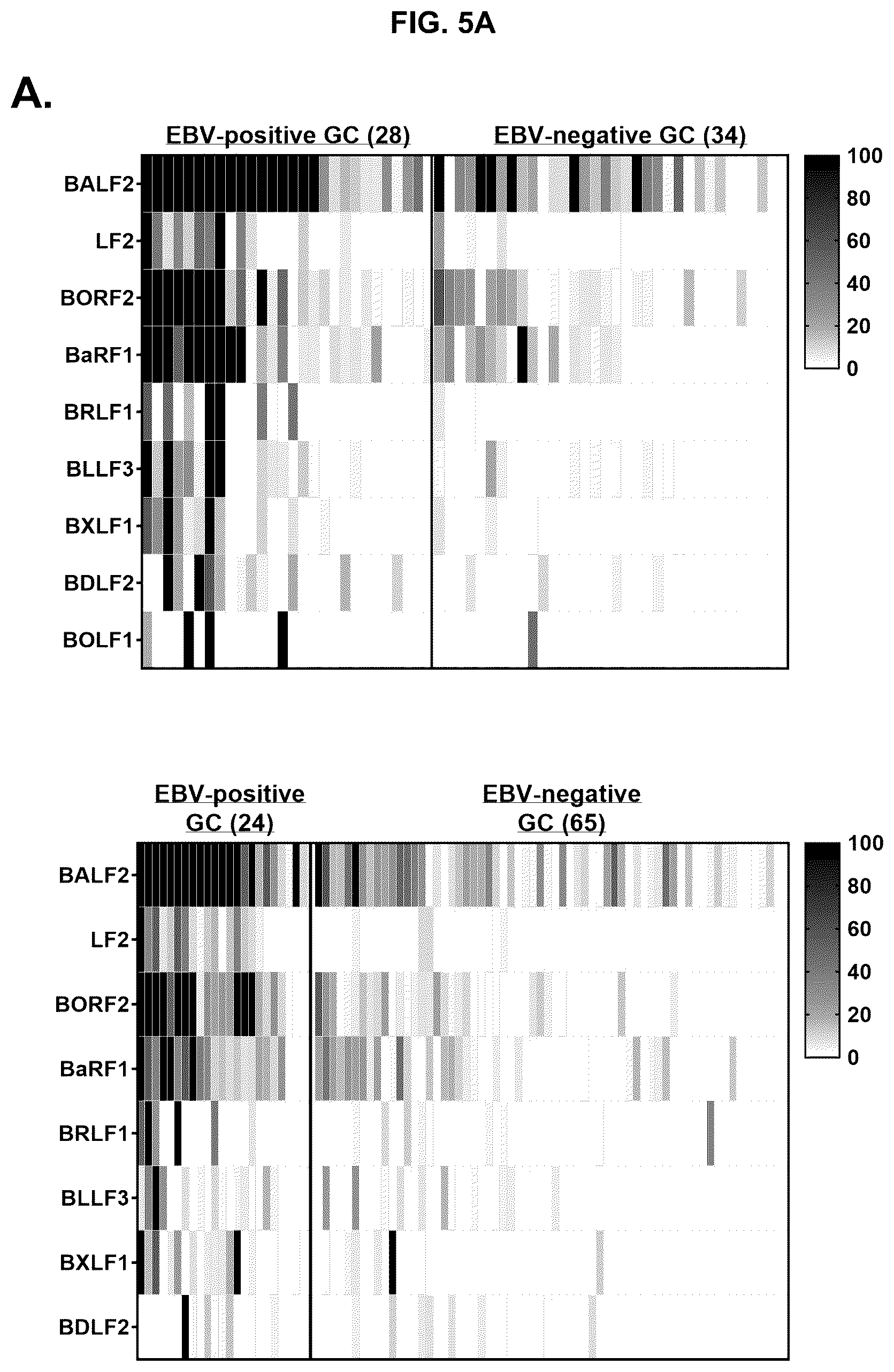 Patent US12618839 Figure 5 – Antibodies for detecting Epstein Barr virus-positive gastric cancer