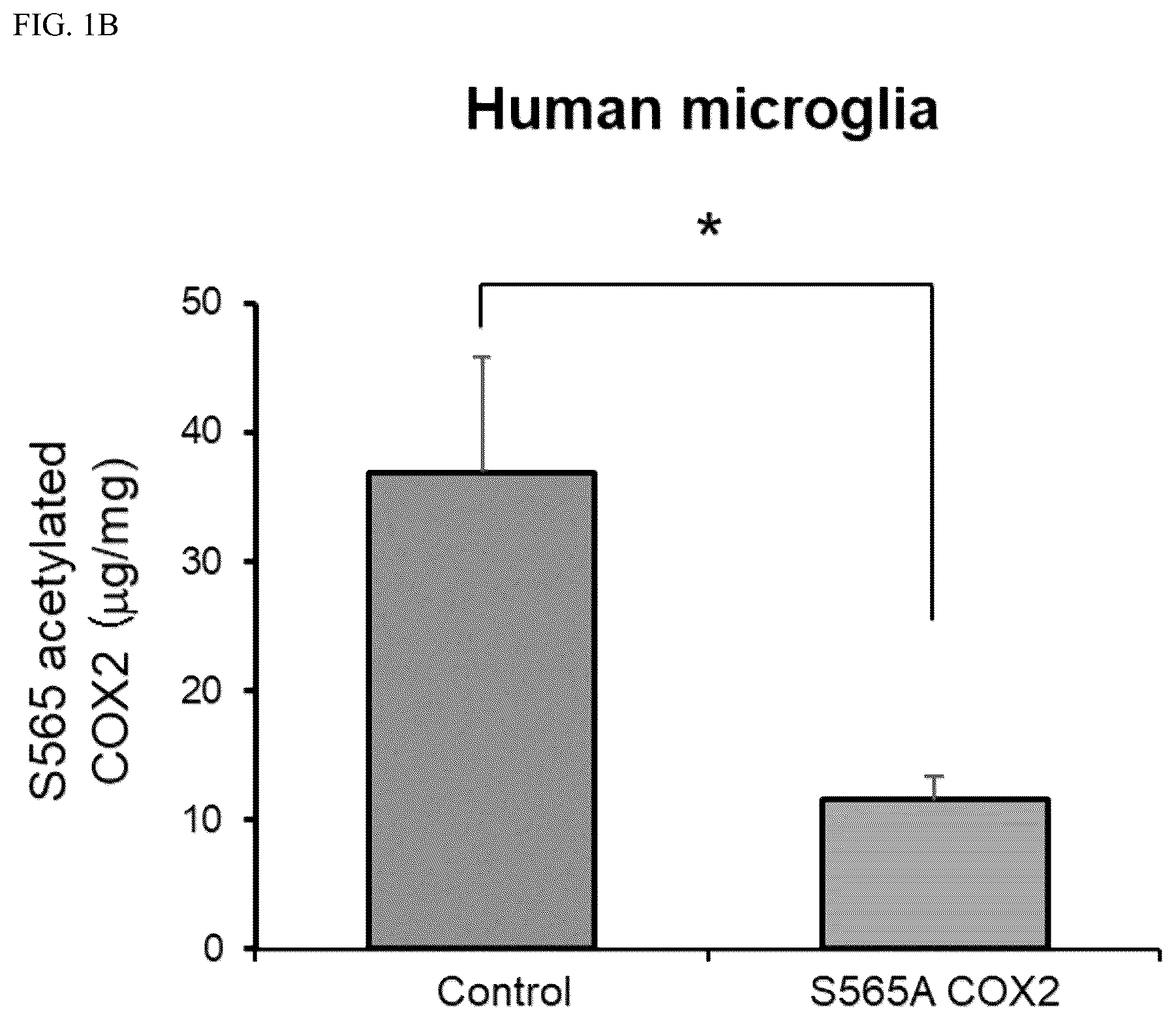 Patent US12618840 Figure 2 – Antibody for detecting acetylation of COX2 protein, and uses thereof