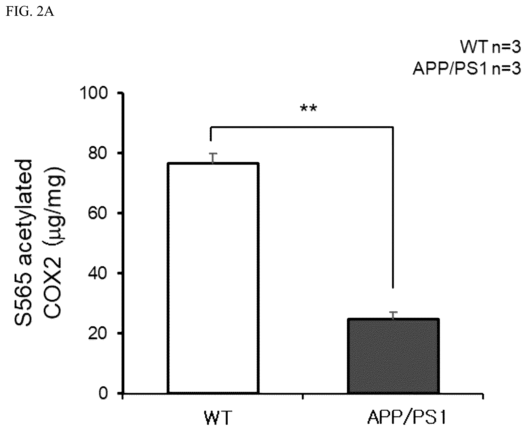 Patent US12618840 Figure 3 – Antibody for detecting acetylation of COX2 protein, and uses thereof