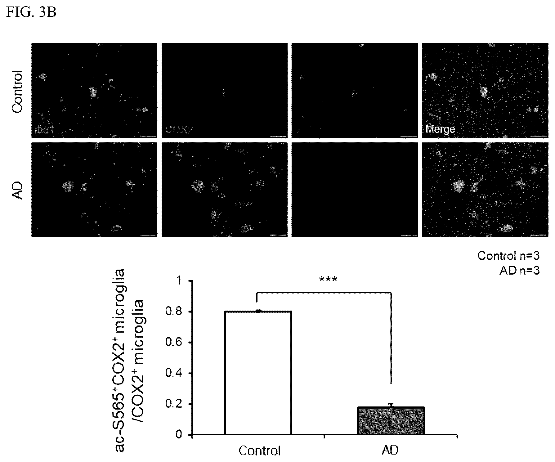 Patent US12618840 Figure 6 – Antibody for detecting acetylation of COX2 protein, and uses thereof