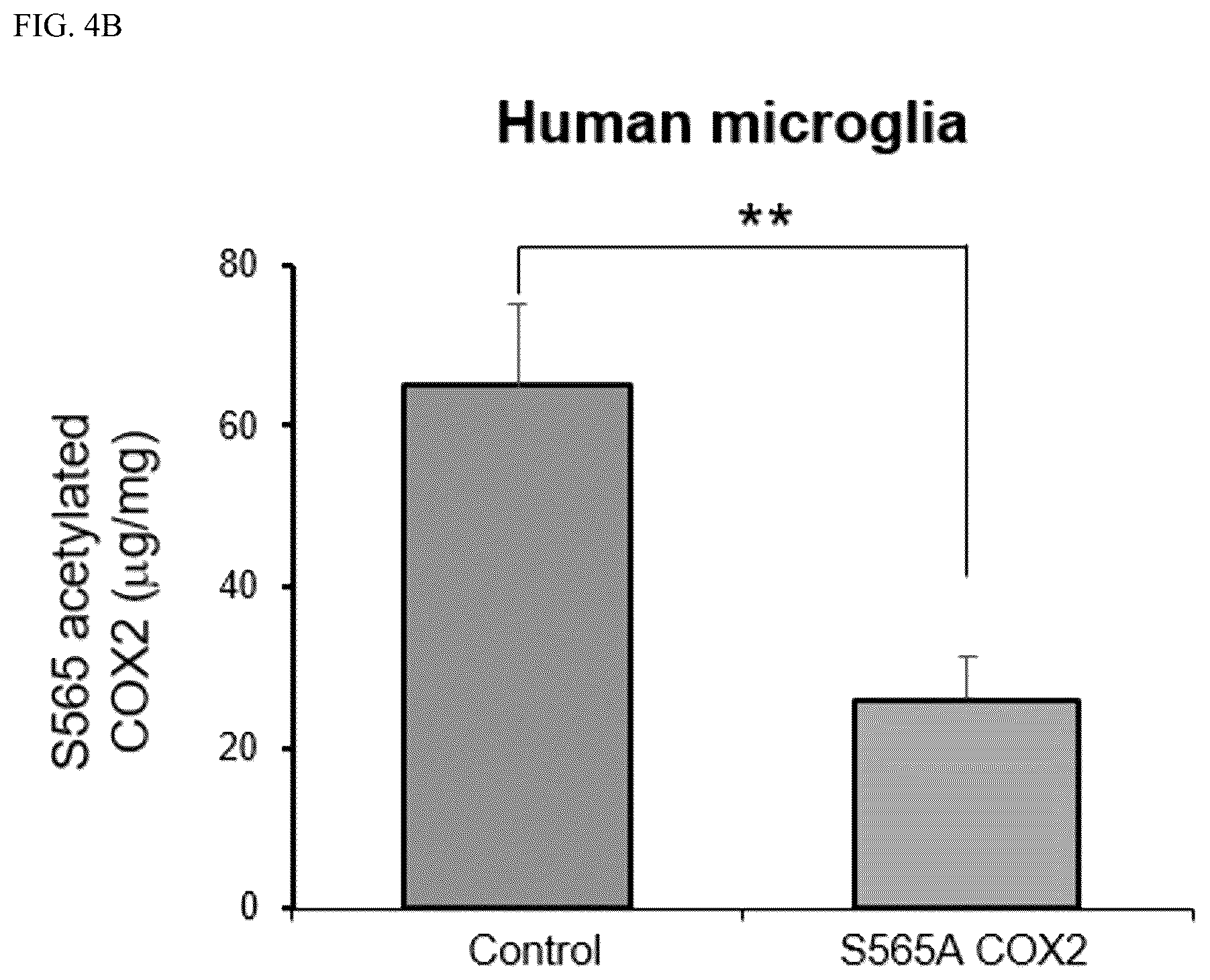 Patent US12618840 Figure 8 – Antibody for detecting acetylation of COX2 protein, and uses thereof