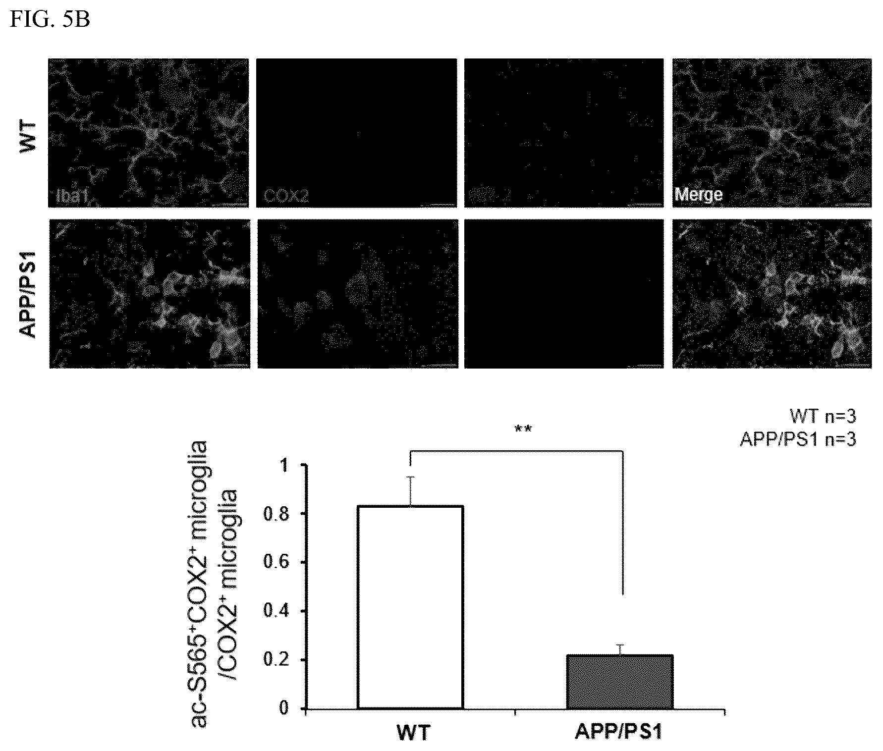 Patent US12618840 Figure 10 – Antibody for detecting acetylation of COX2 protein, and uses thereof
