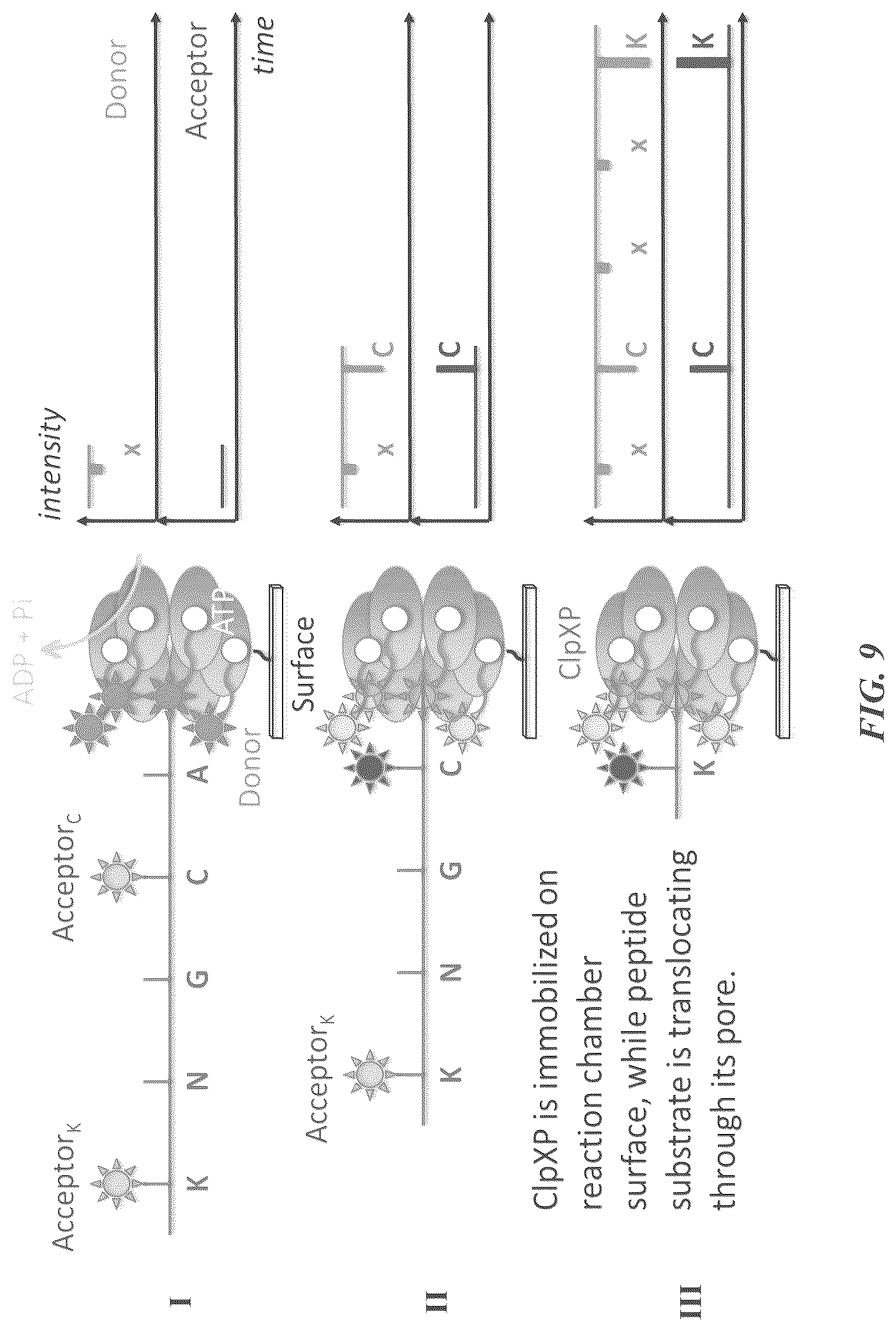 Patent US12618845 Figure 13 – Methods and compositions for protein sequencing