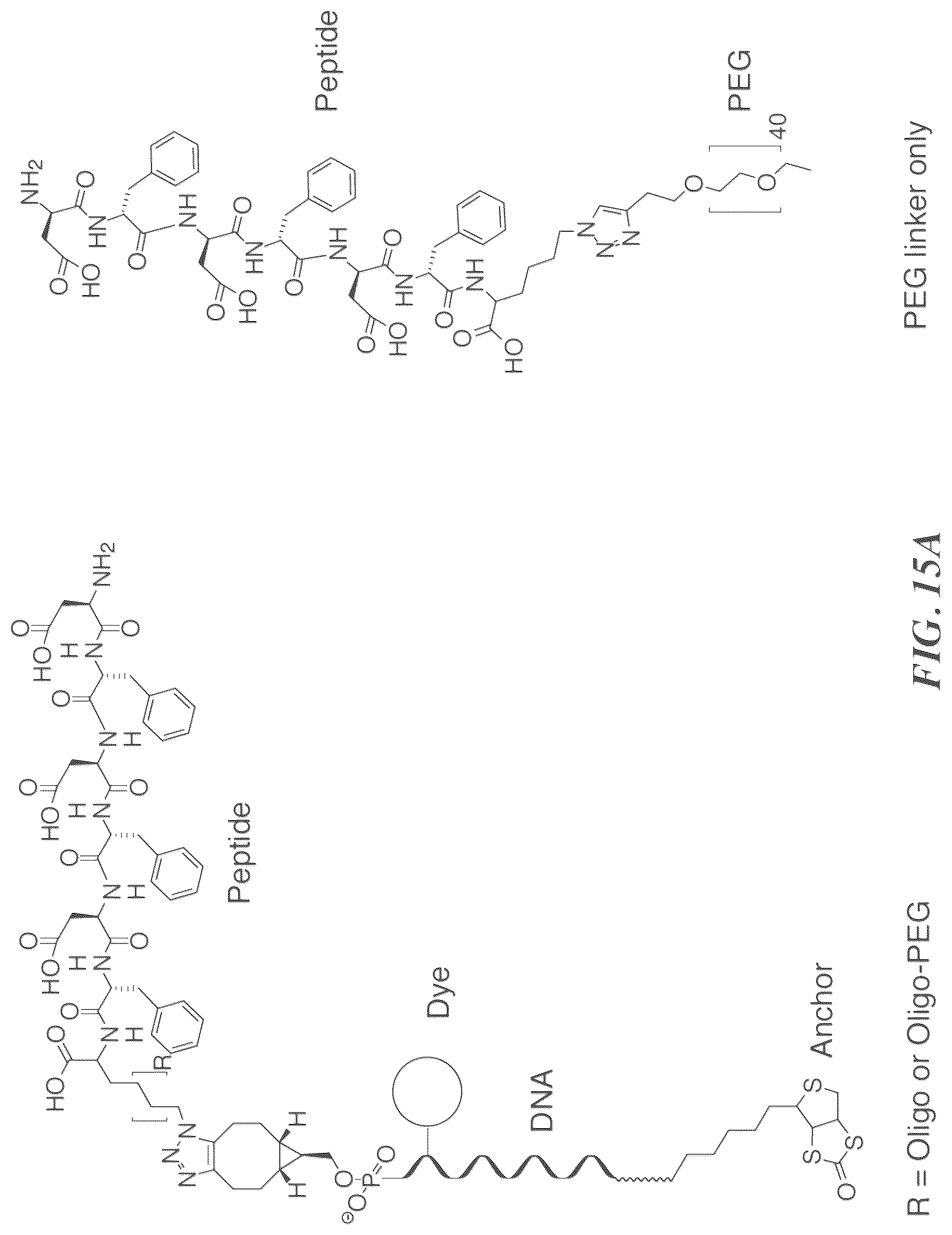 Patent US12618845 Figure 19 – Methods and compositions for protein sequencing