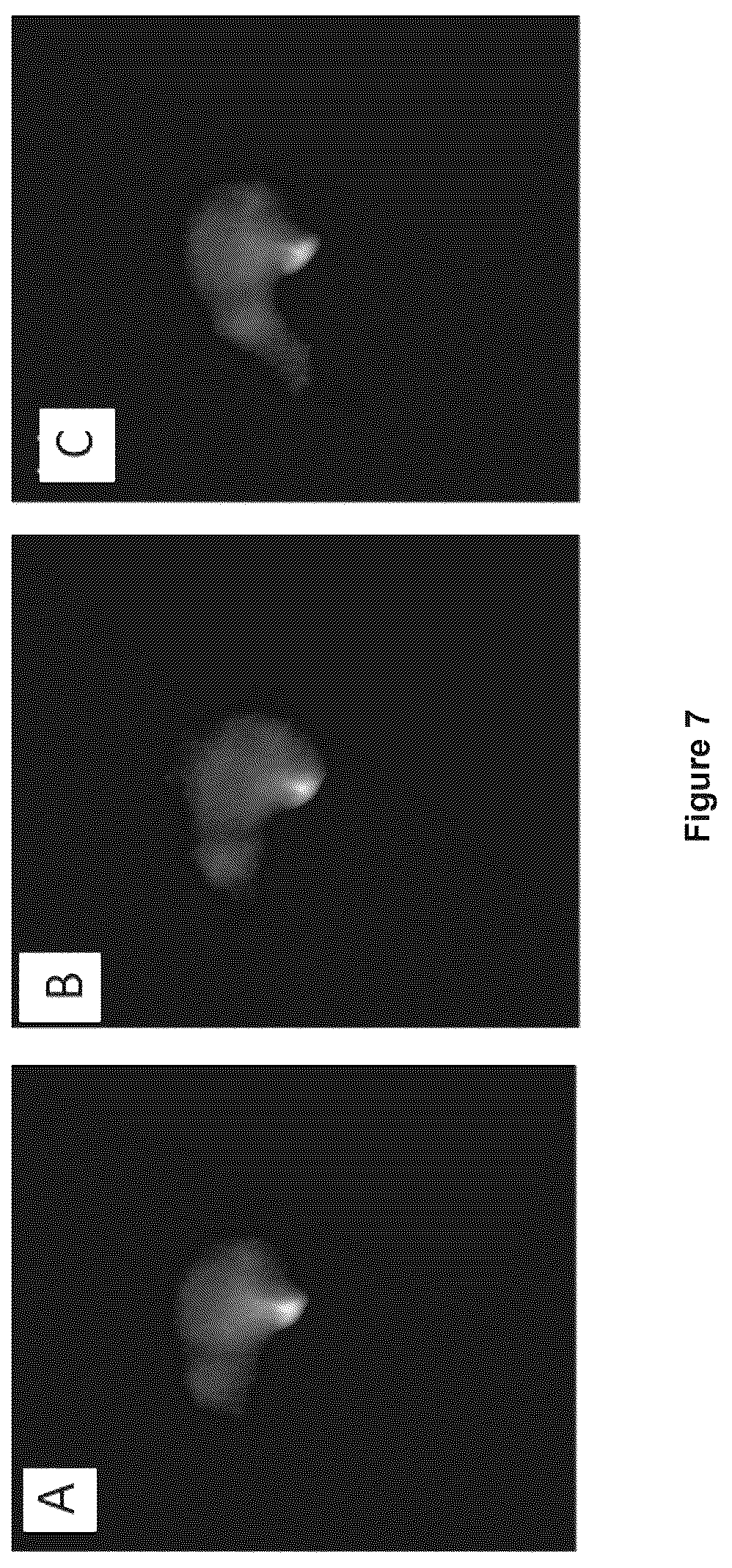 Patent US12618846 Figure 8 – Method and device for imaging fluorescent proteins in near- and short-wave infrared