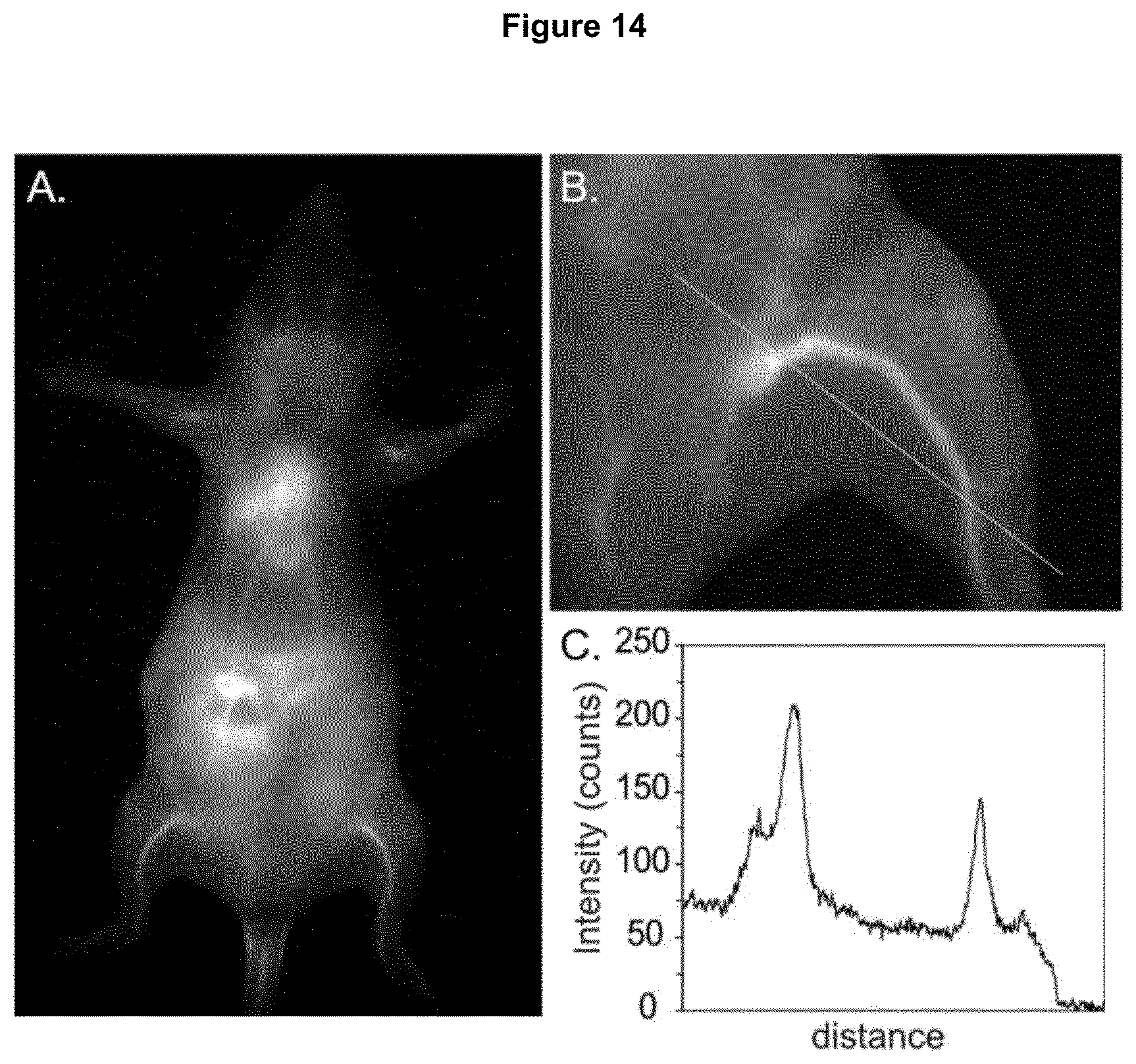 Patent US12618846 Figure 15 – Method and device for imaging fluorescent proteins in near- and short-wave infrared