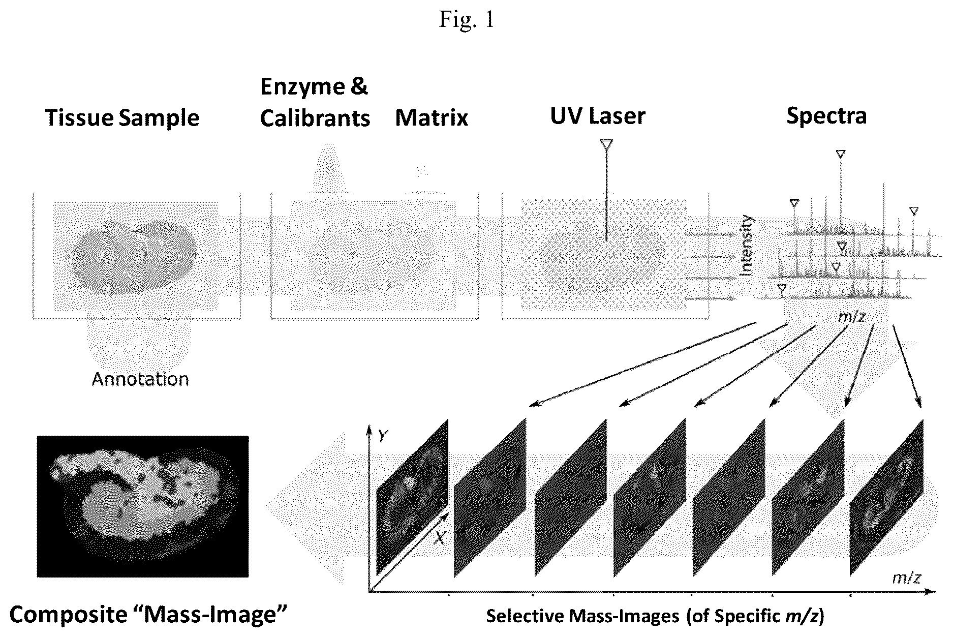 Patent US12618852 Figure 1 – Photocleavable mass-tags for multiplexed mass spectrometric imaging of tissues using biomolecular probes