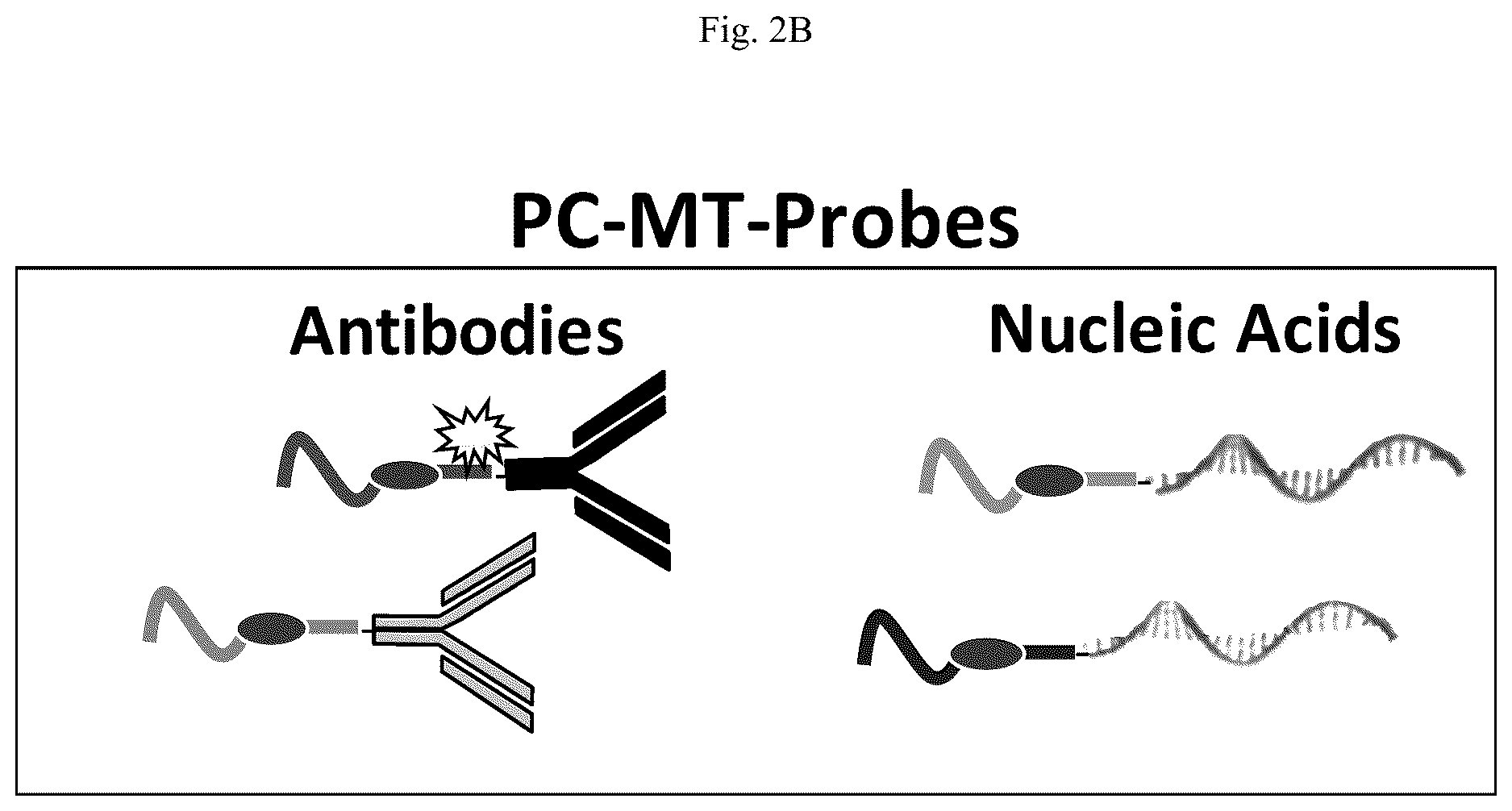 Patent US12618852 Figure 3 – Photocleavable mass-tags for multiplexed mass spectrometric imaging of tissues using biomolecular probes