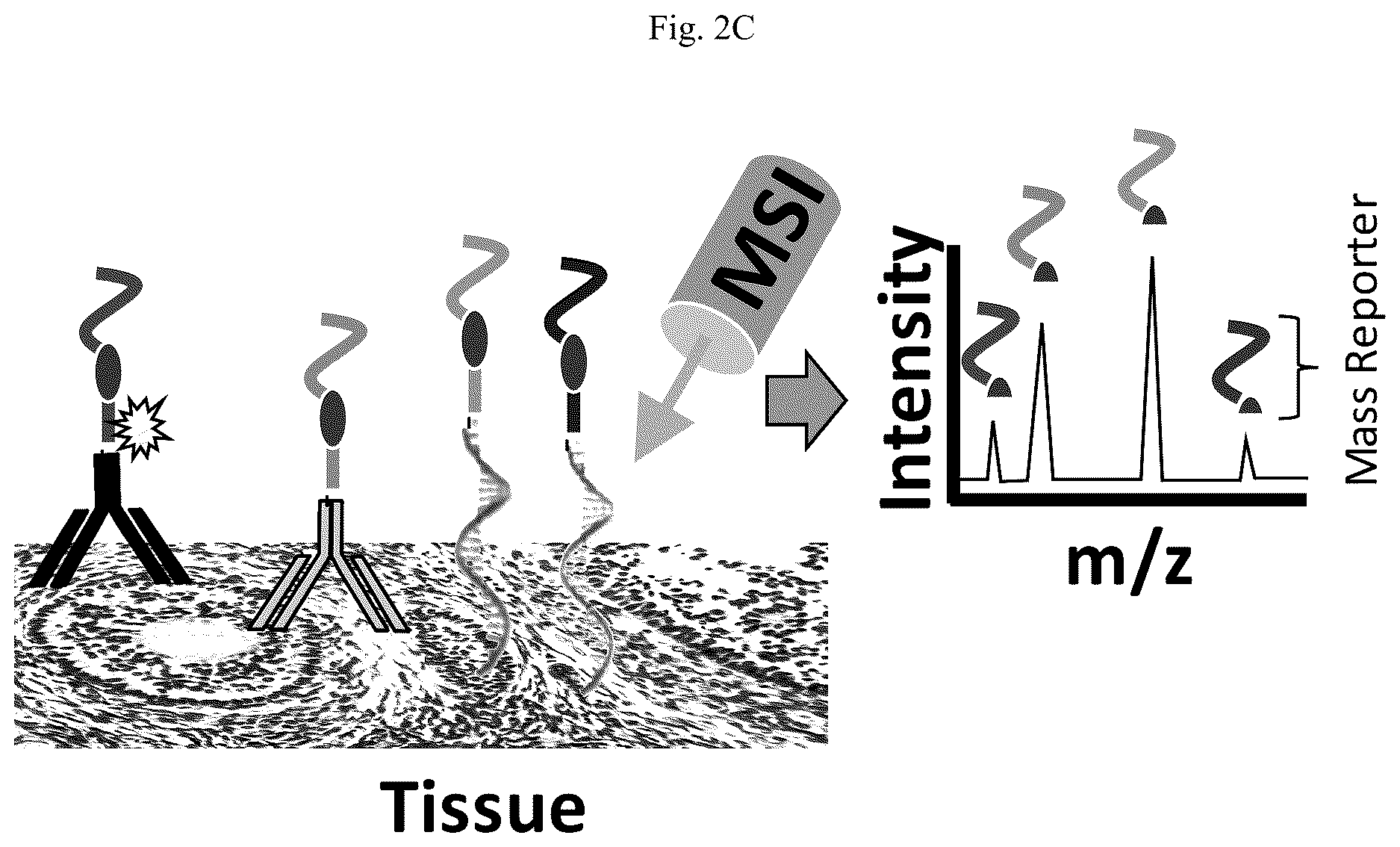 Patent US12618852 Figure 4 – Photocleavable mass-tags for multiplexed mass spectrometric imaging of tissues using biomolecular probes