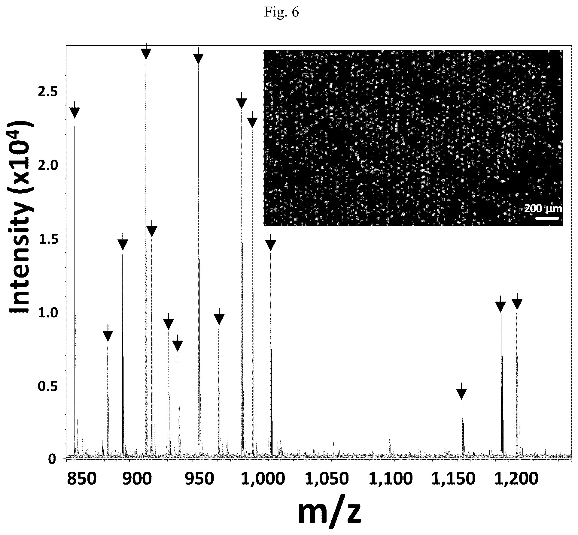 Patent US12618852 Figure 9 – Photocleavable mass-tags for multiplexed mass spectrometric imaging of tissues using biomolecular probes