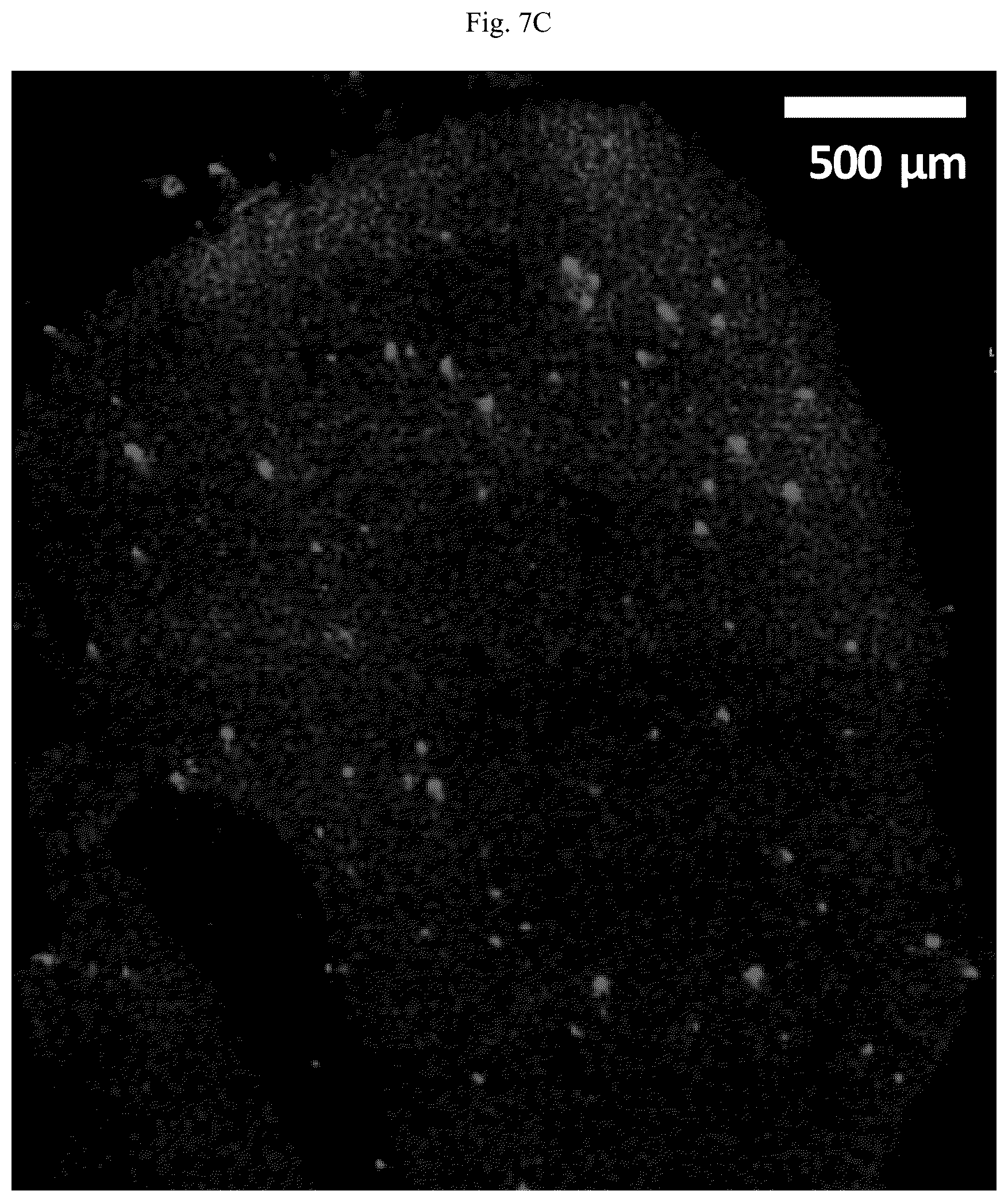 Patent US12618852 Figure 12 – Photocleavable mass-tags for multiplexed mass spectrometric imaging of tissues using biomolecular probes