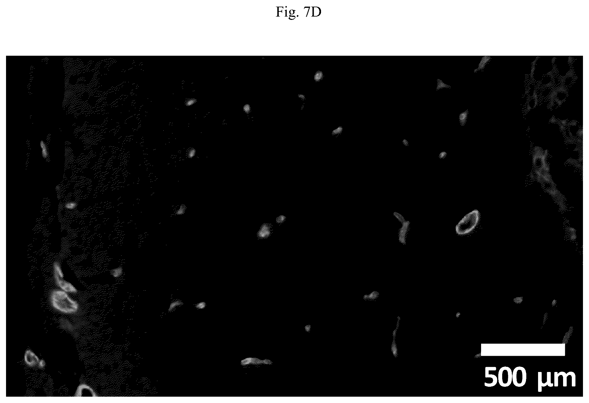 Patent US12618852 Figure 13 – Photocleavable mass-tags for multiplexed mass spectrometric imaging of tissues using biomolecular probes