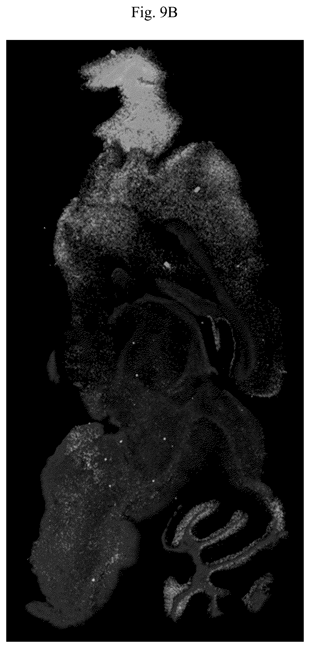 Patent US12618852 Figure 17 – Photocleavable mass-tags for multiplexed mass spectrometric imaging of tissues using biomolecular probes