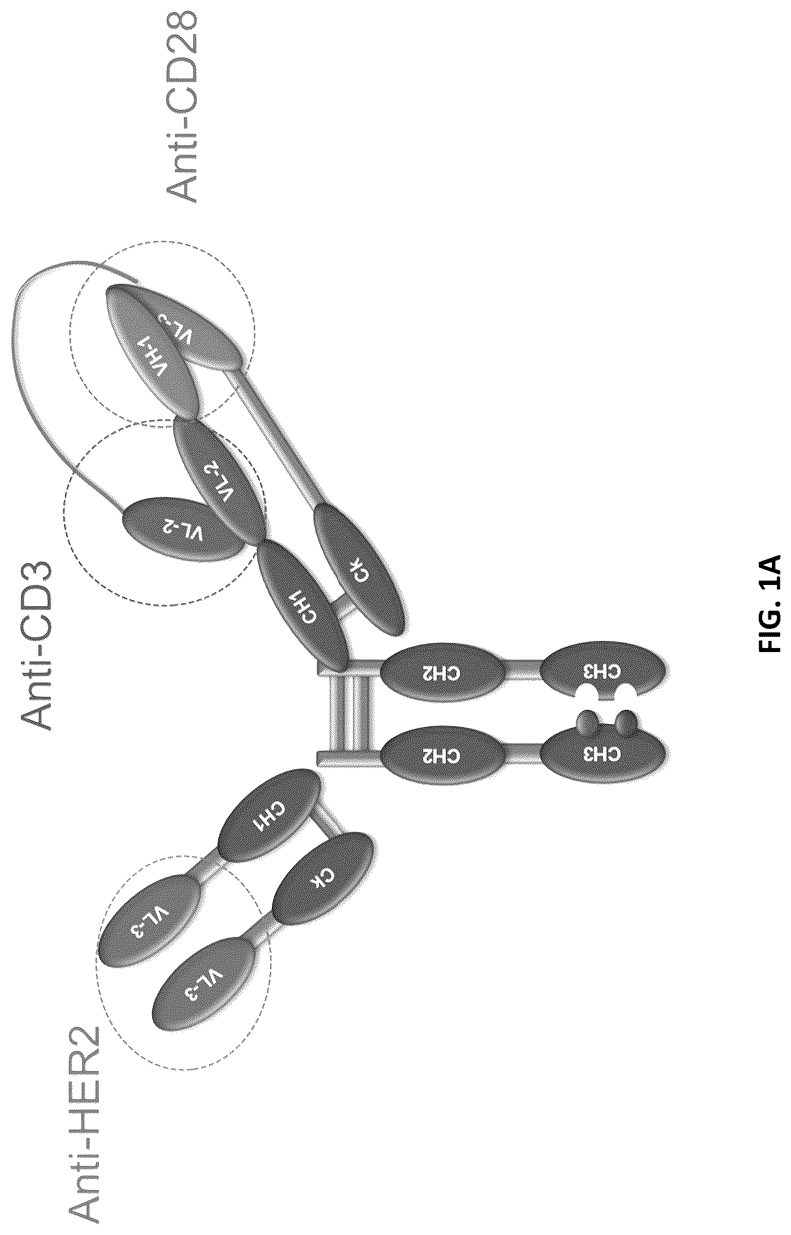 Patent US12618853 Figure 1 – Methods for analyzing chain mispairing in multispecific binding proteins