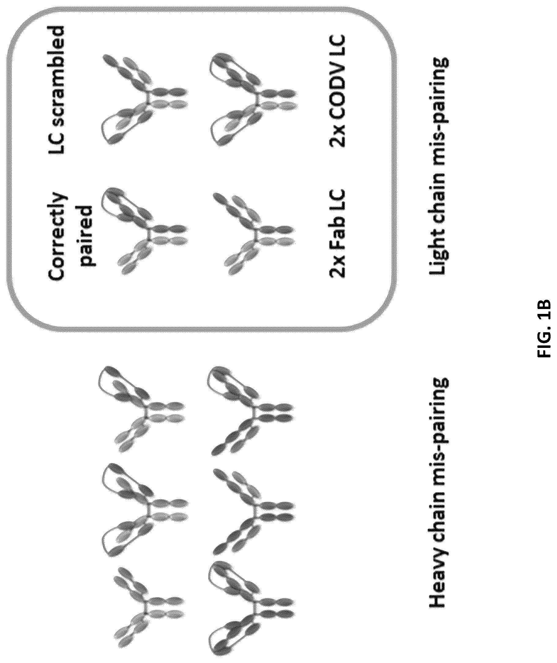 Patent US12618853 Figure 2 – Methods for analyzing chain mispairing in multispecific binding proteins