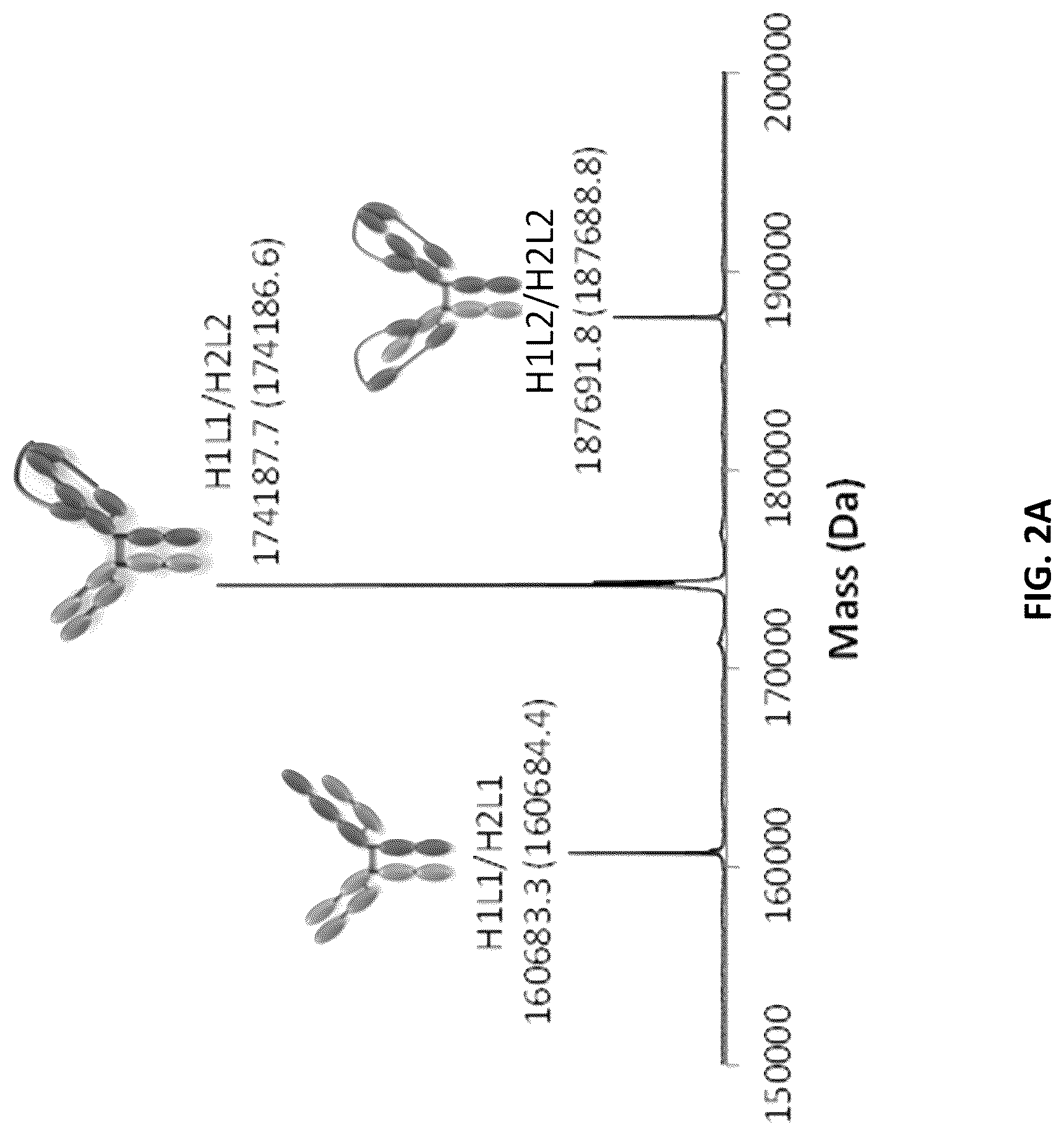 Patent US12618853 Figure 3 – Methods for analyzing chain mispairing in multispecific binding proteins
