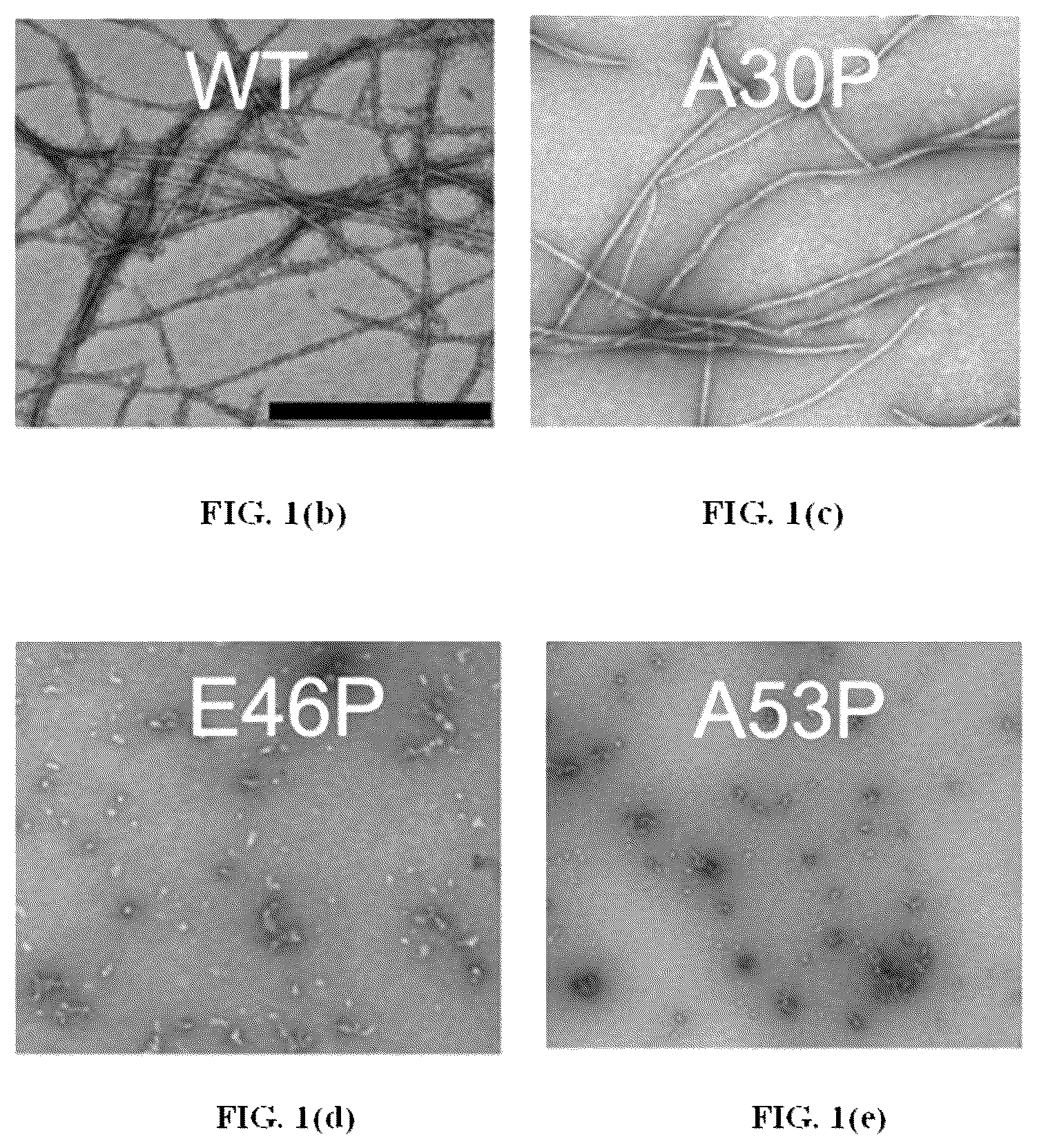 Patent US12618856 Figure 2 – Alpha-synuclein mutants and uses thereof