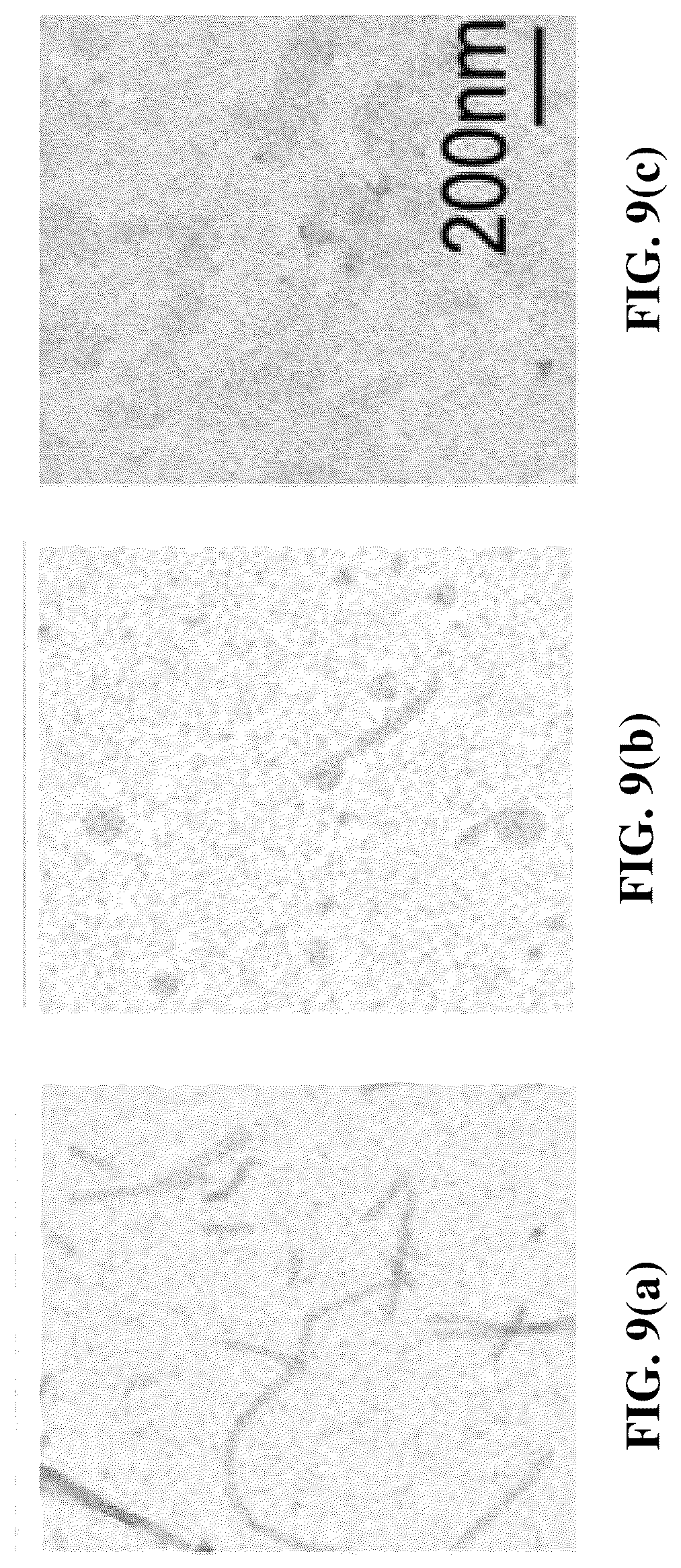 Patent US12618856 Figure 12 – Alpha-synuclein mutants and uses thereof