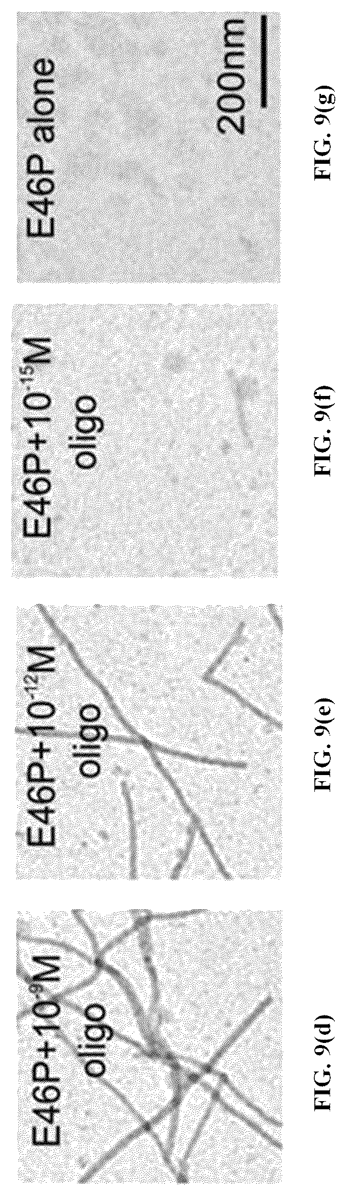 Patent US12618856 Figure 13 – Alpha-synuclein mutants and uses thereof