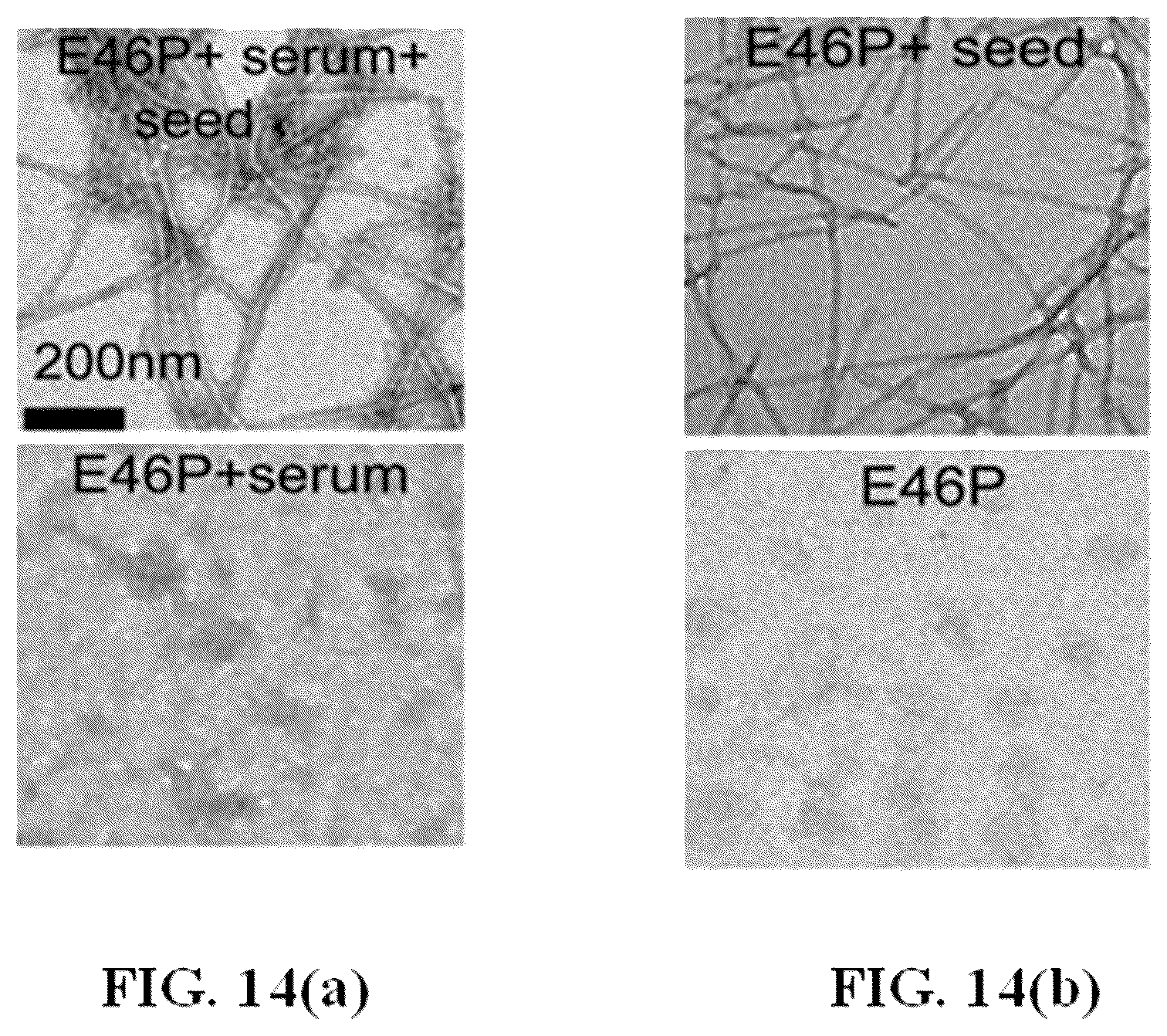 Patent US12618856 Figure 20 – Alpha-synuclein mutants and uses thereof