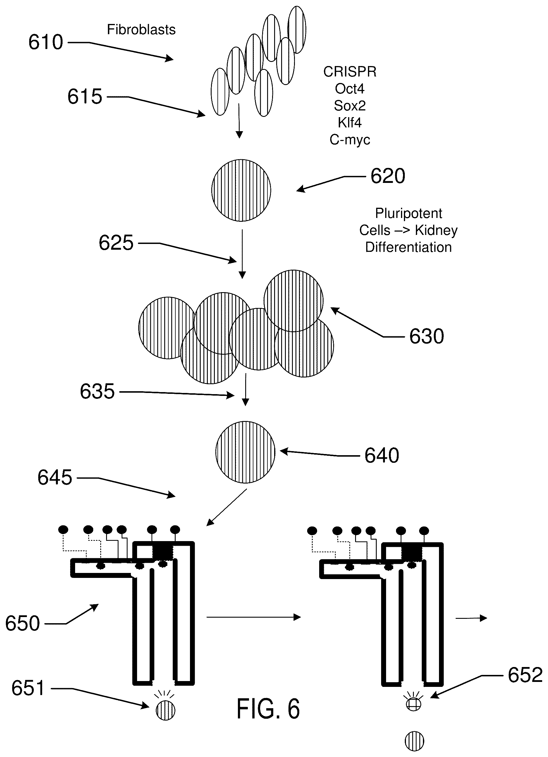Patent US12619211 Figure 7 – Method and apparatus for a tissue engineering system utilizing stacked layers