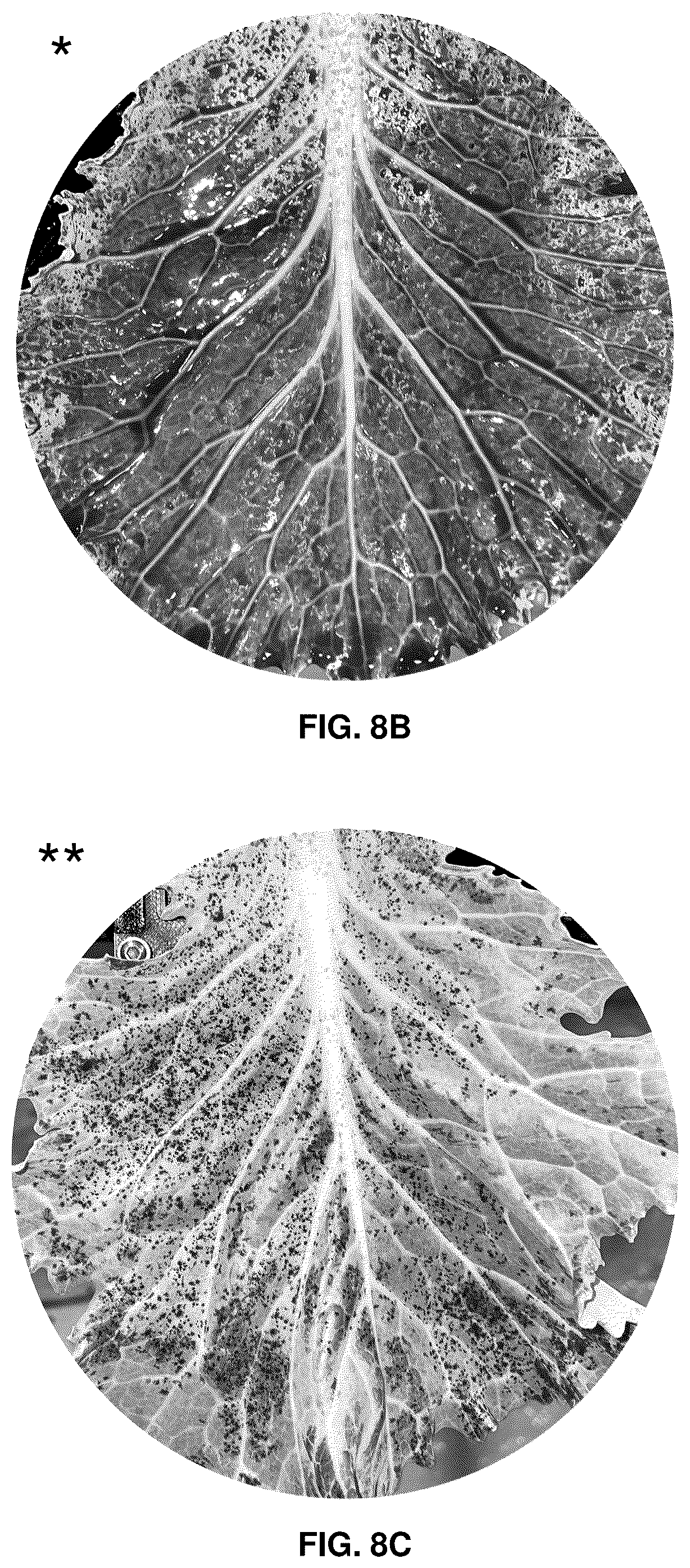 Patent US12619215 Figure 10 – Systems and methods for real-time measurement and control of sprayed liquid coverage on plant surfaces