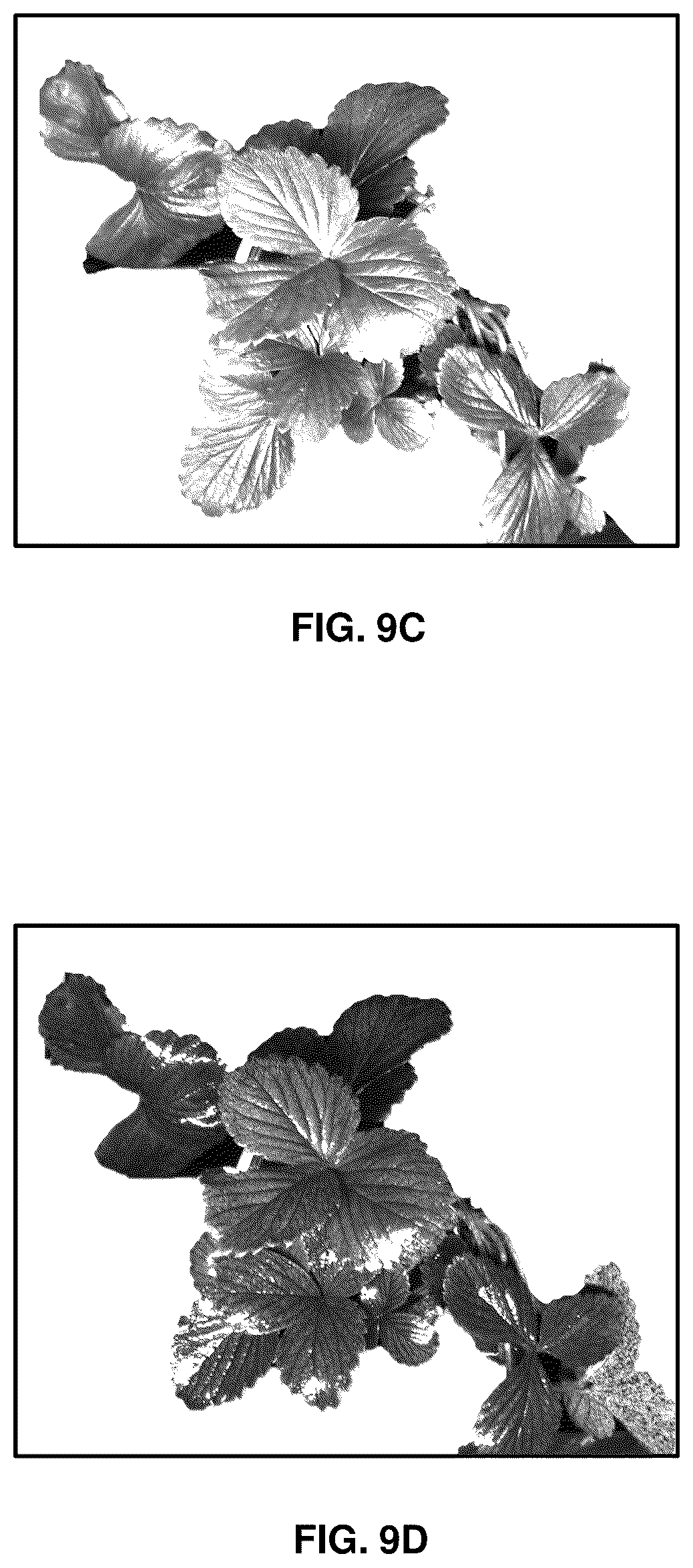 Patent US12619215 Figure 12 – Systems and methods for real-time measurement and control of sprayed liquid coverage on plant surfaces