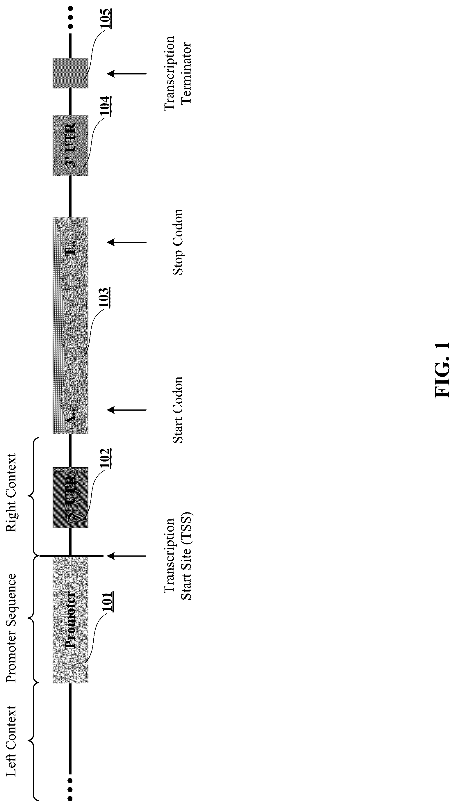 Patent US12619875 Figure 1 – Deep learning-based pathogenicity classifier for promoter single nucleotide variants (pSNVs)