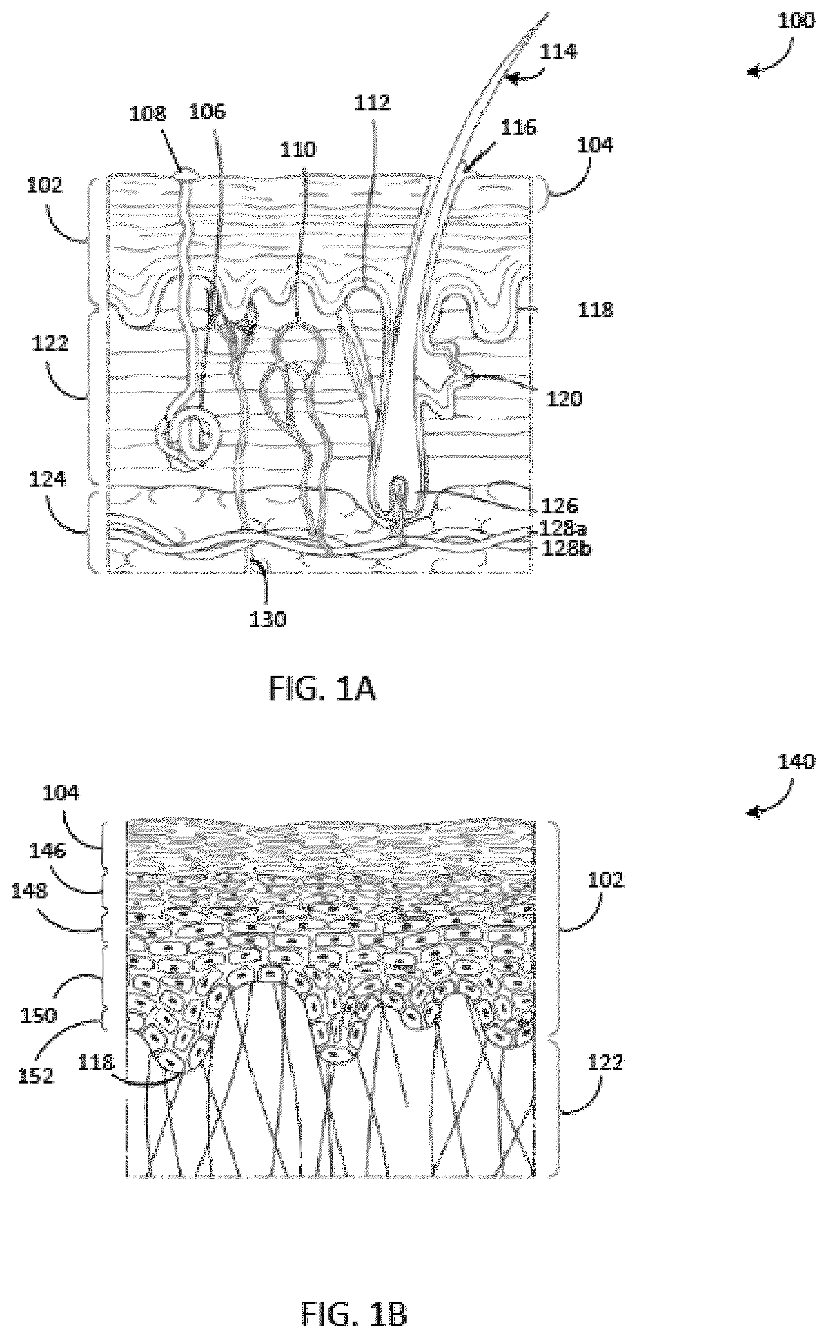 Patent US12620065 — Systems and methods for automatic cell identification using images of human epithelial tissue structure — Figure 1