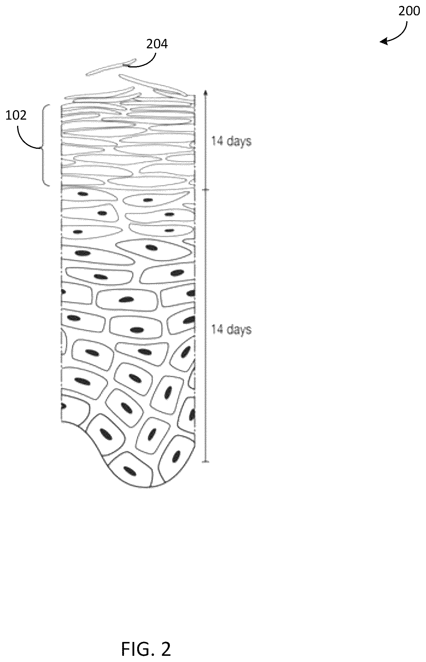 Patent US12620065 Figure 2 – Systems and methods for automatic cell identification using images of human epithelial tissue structure