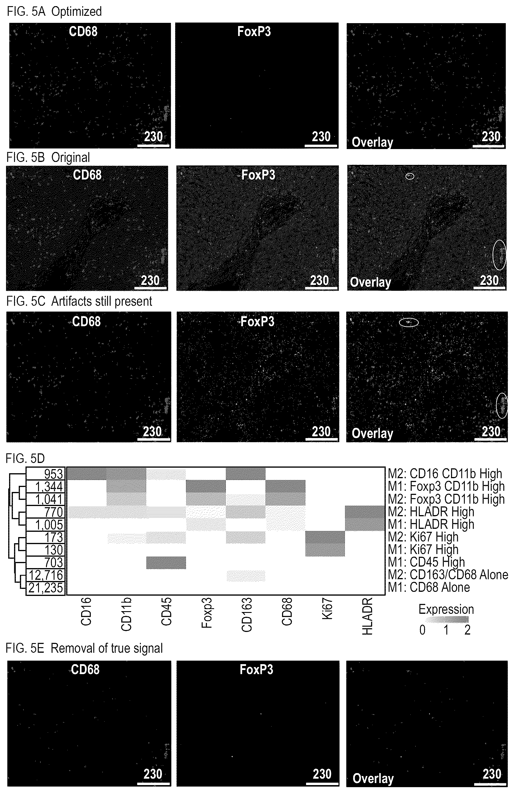 Patent US12620069 Figure 8 – Processing multiplex images and analysis of immune enriched spatial proteomic data