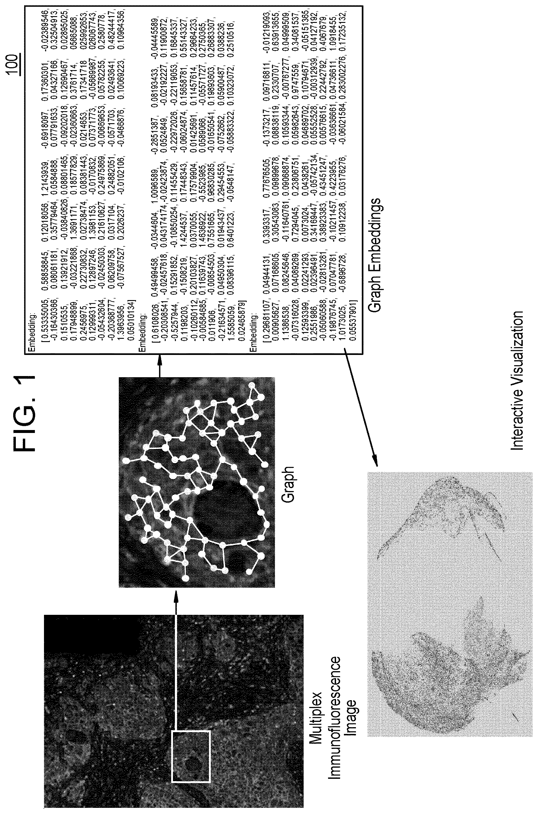Patent US12620146 Figure 1 – Graph construction and visualization of multiplex immunofluorescence images