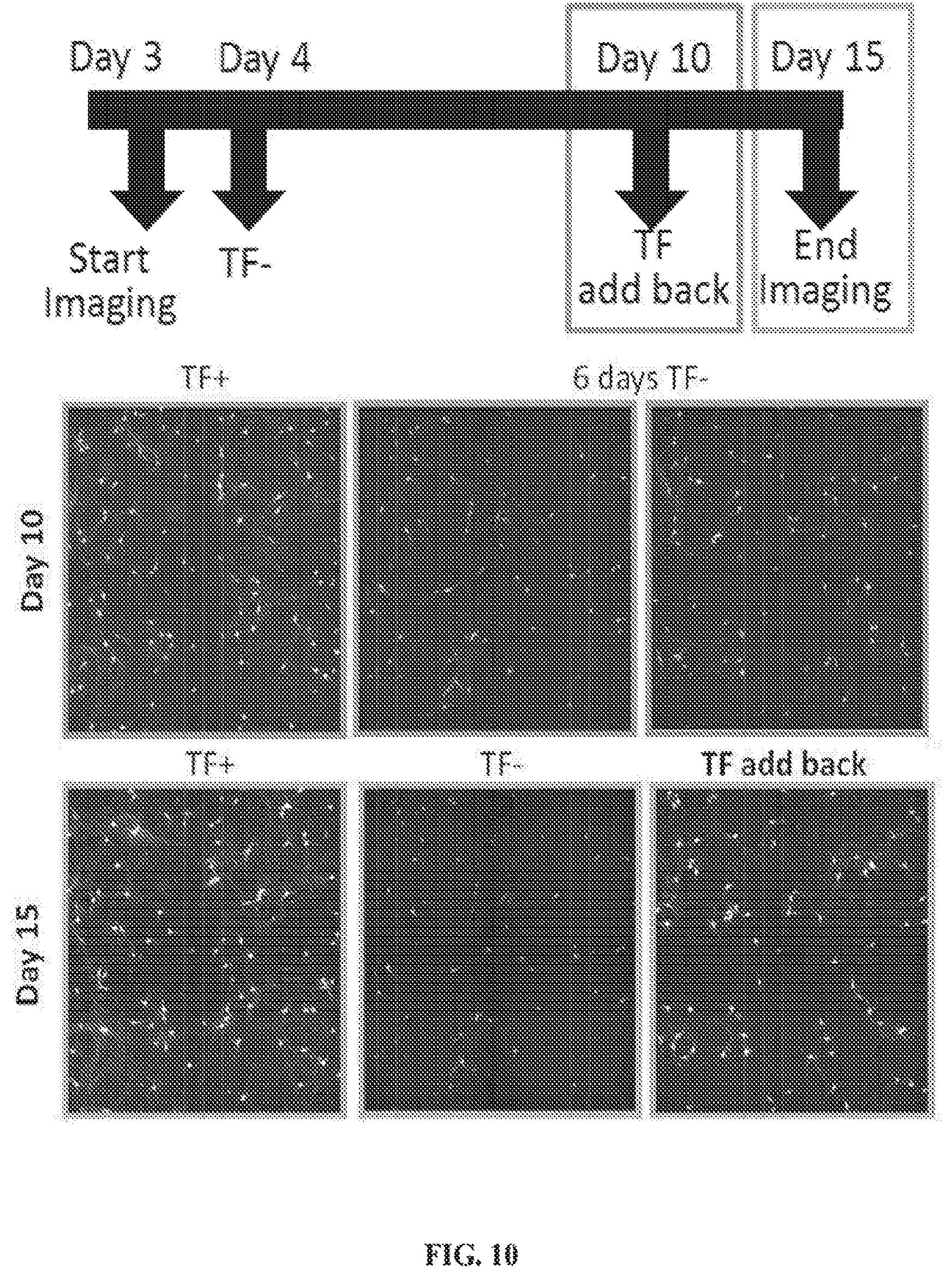 Patent US12620244 Figure 14 – Methods and devices for live cell imaging analysis