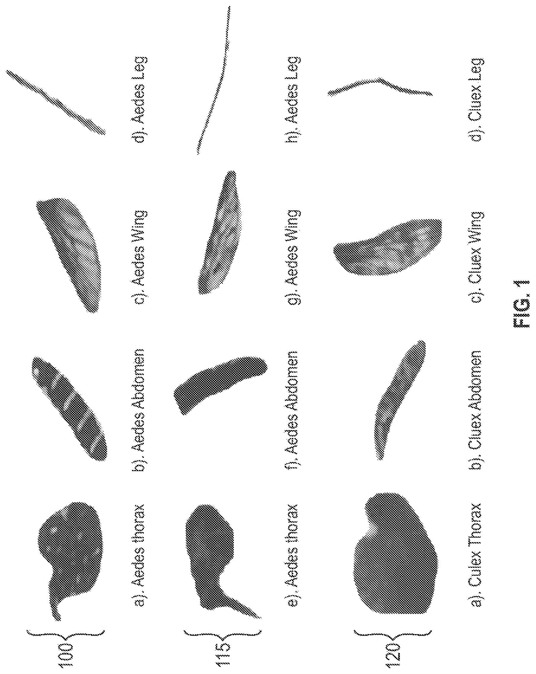 Patent US12620254 Figure 1 – Systems and methods for classifying mosquito larvae based on extracted masks of anatomical components from images