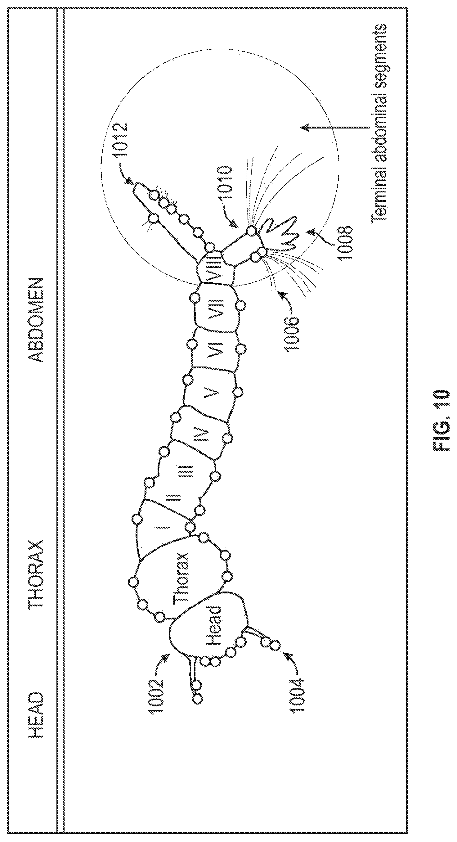 Patent US12620254 Figure 8 – Systems and methods for classifying mosquito larvae based on extracted masks of anatomical components from images