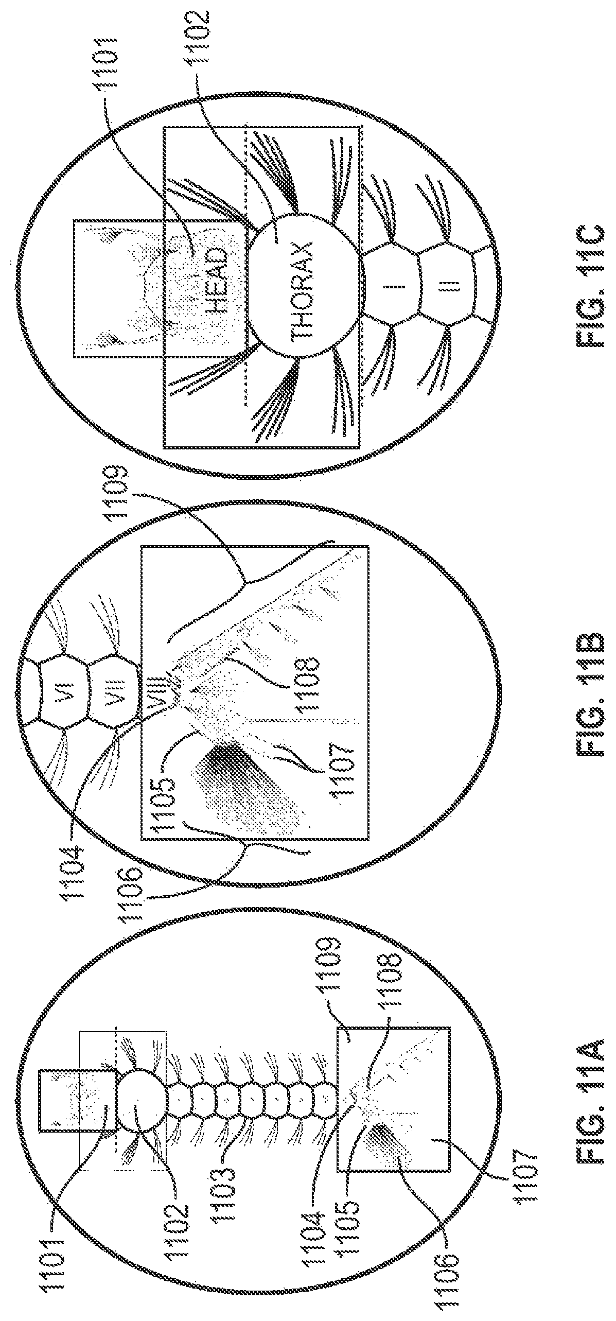 Patent US12620254 Figure 9 – Systems and methods for classifying mosquito larvae based on extracted masks of anatomical components from images