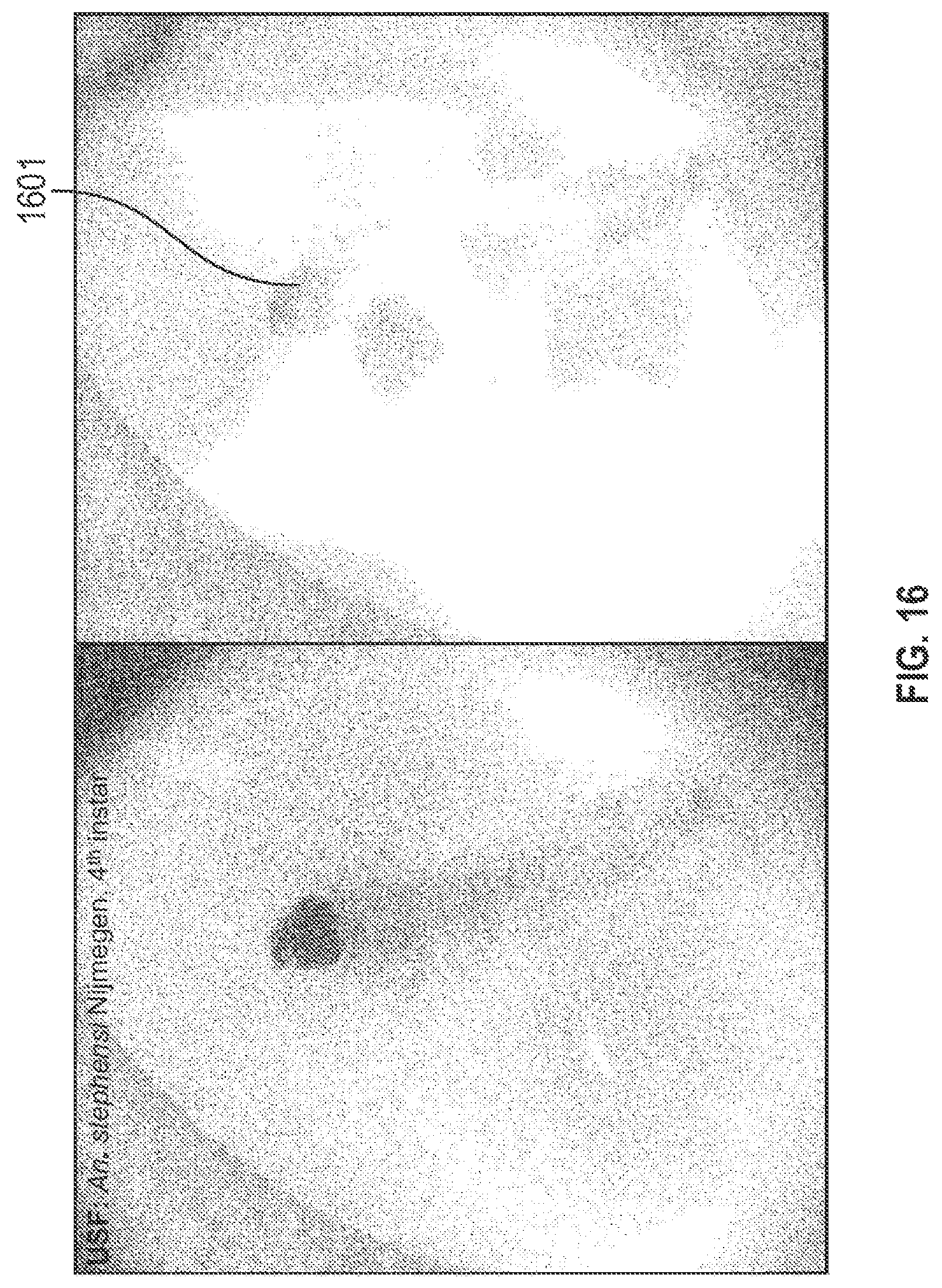Patent US12620254 Figure 14 – Systems and methods for classifying mosquito larvae based on extracted masks of anatomical components from images