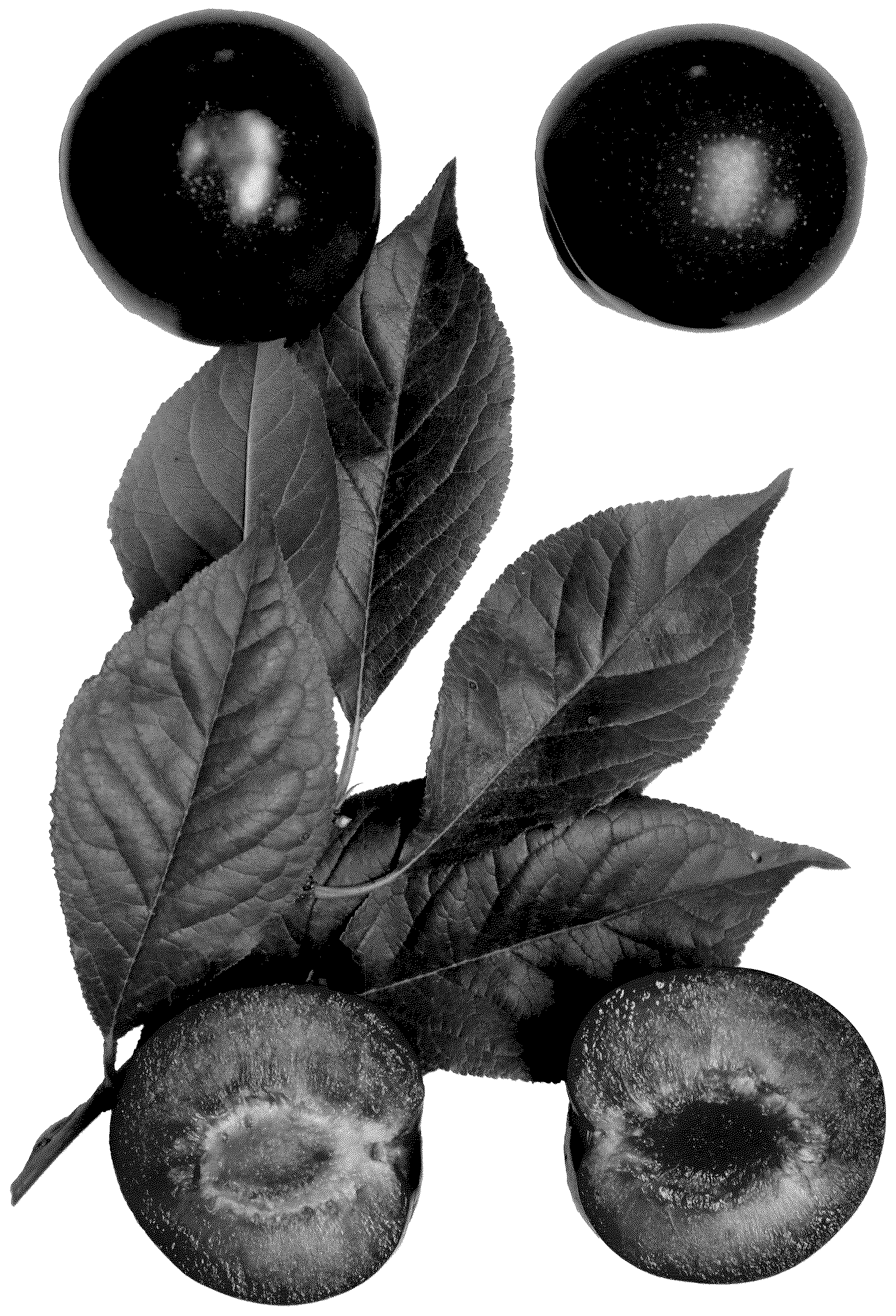 Patent USPP037239 Figure 1 – Interspecific tree named ‘Flavor Chief’