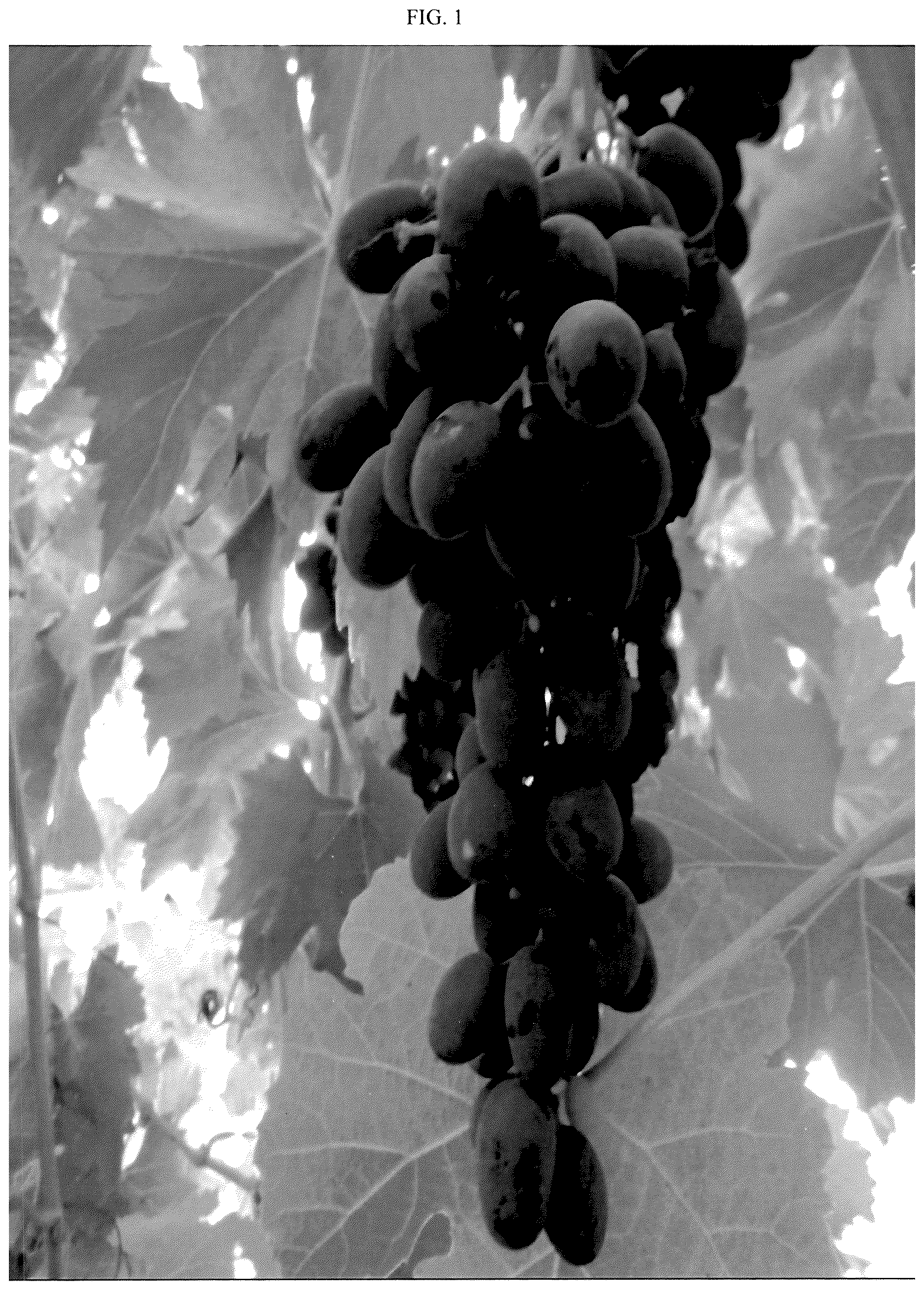 Patent USPP037240 Figure 1 – Grapevine plant named ‘SV35-5-61’