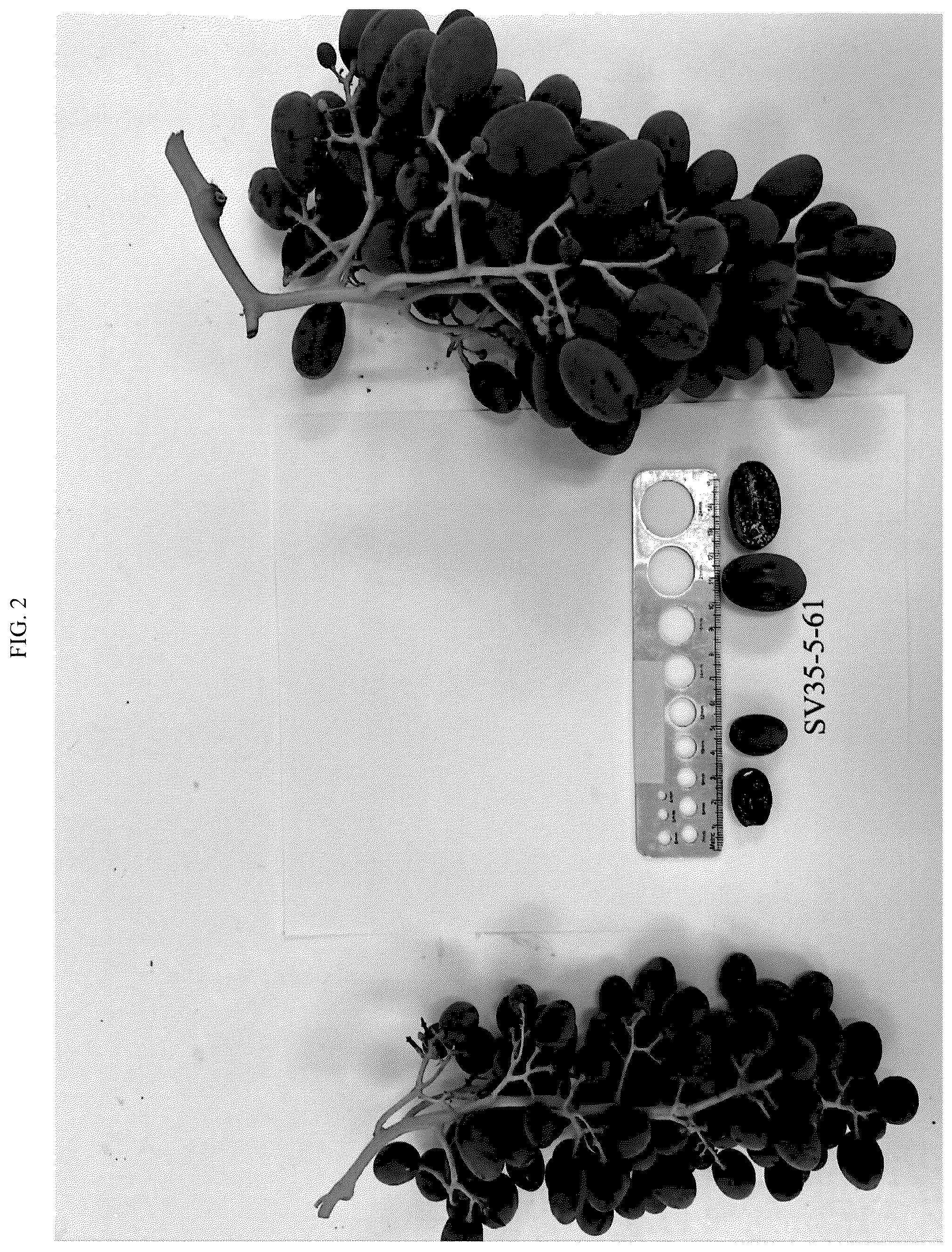 Patent USPP037240 Figure 2 – Grapevine plant named ‘SV35-5-61’