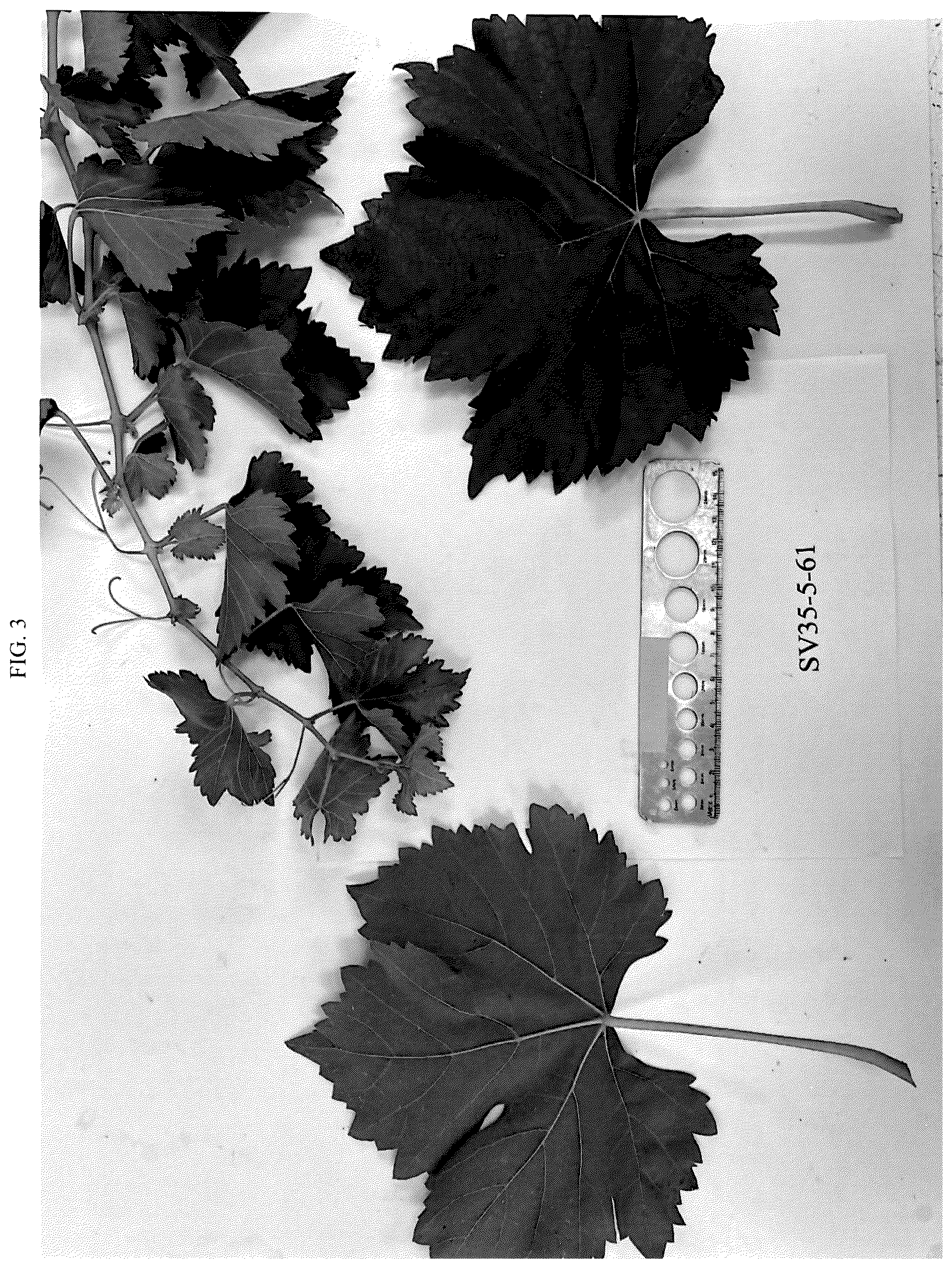 Patent USPP037240 Figure 3 – Grapevine plant named ‘SV35-5-61’