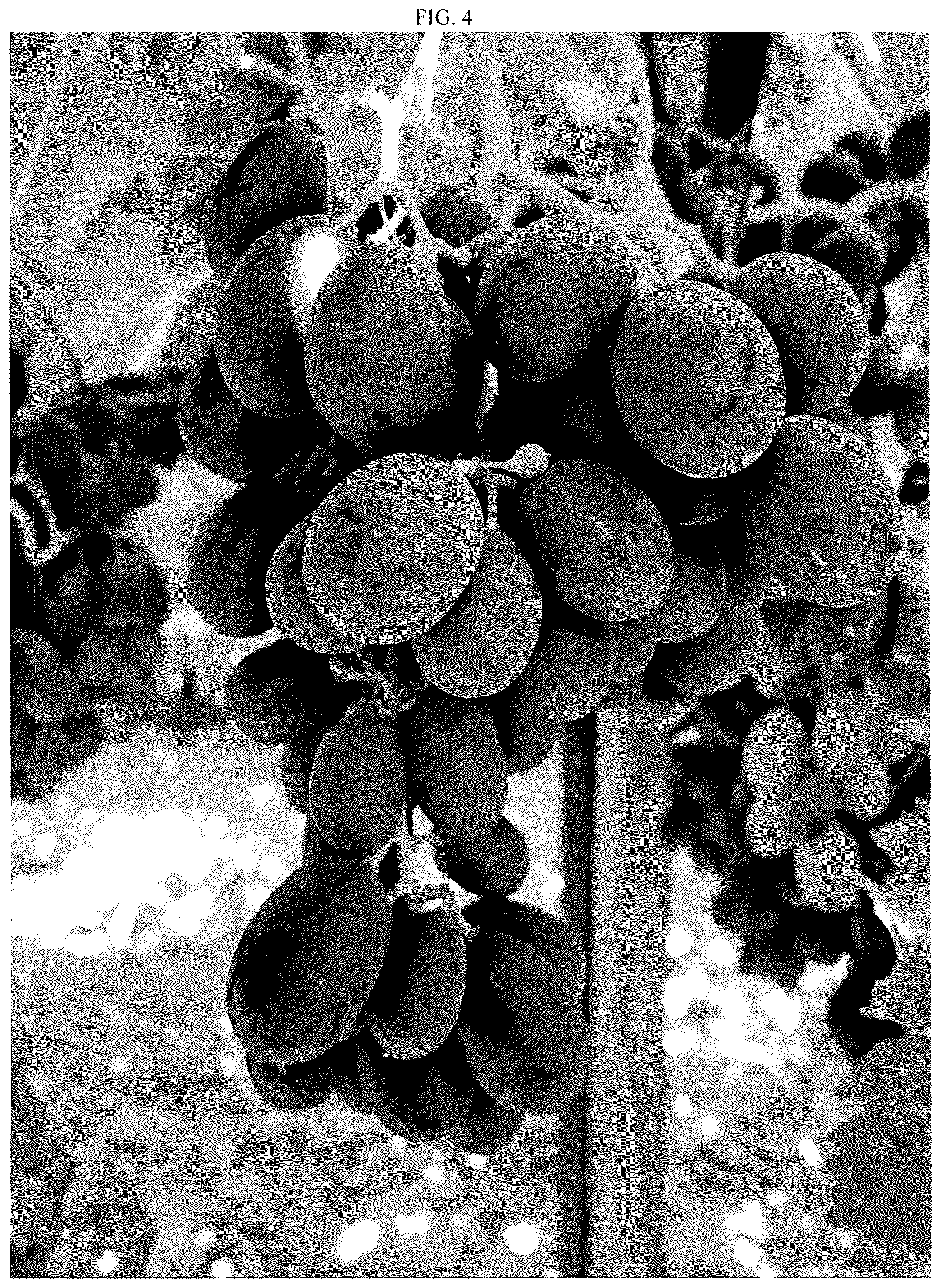 Patent USPP037240 Figure 4 – Grapevine plant named ‘SV35-5-61’