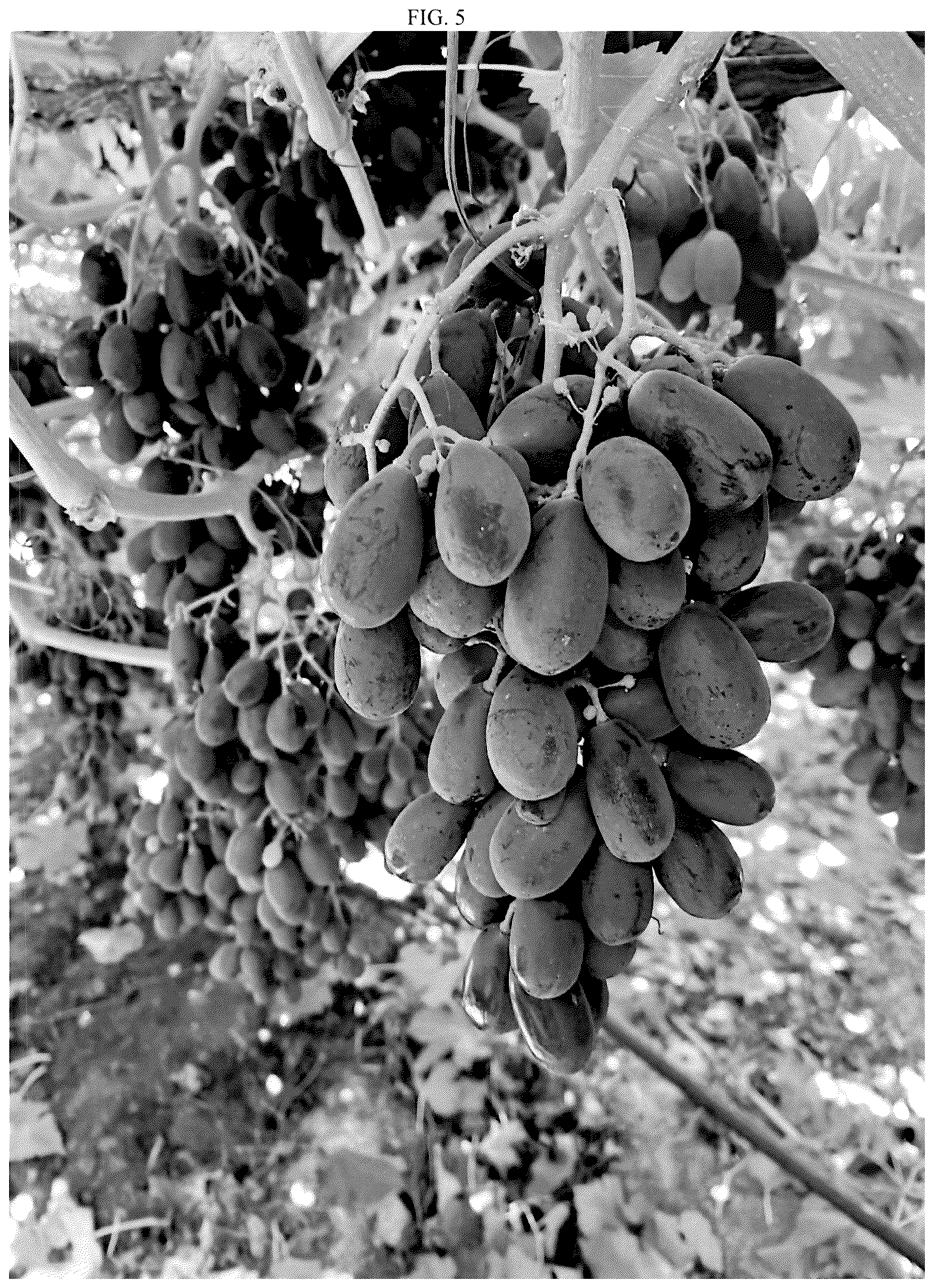 Patent USPP037240 Figure 5 – Grapevine plant named ‘SV35-5-61’