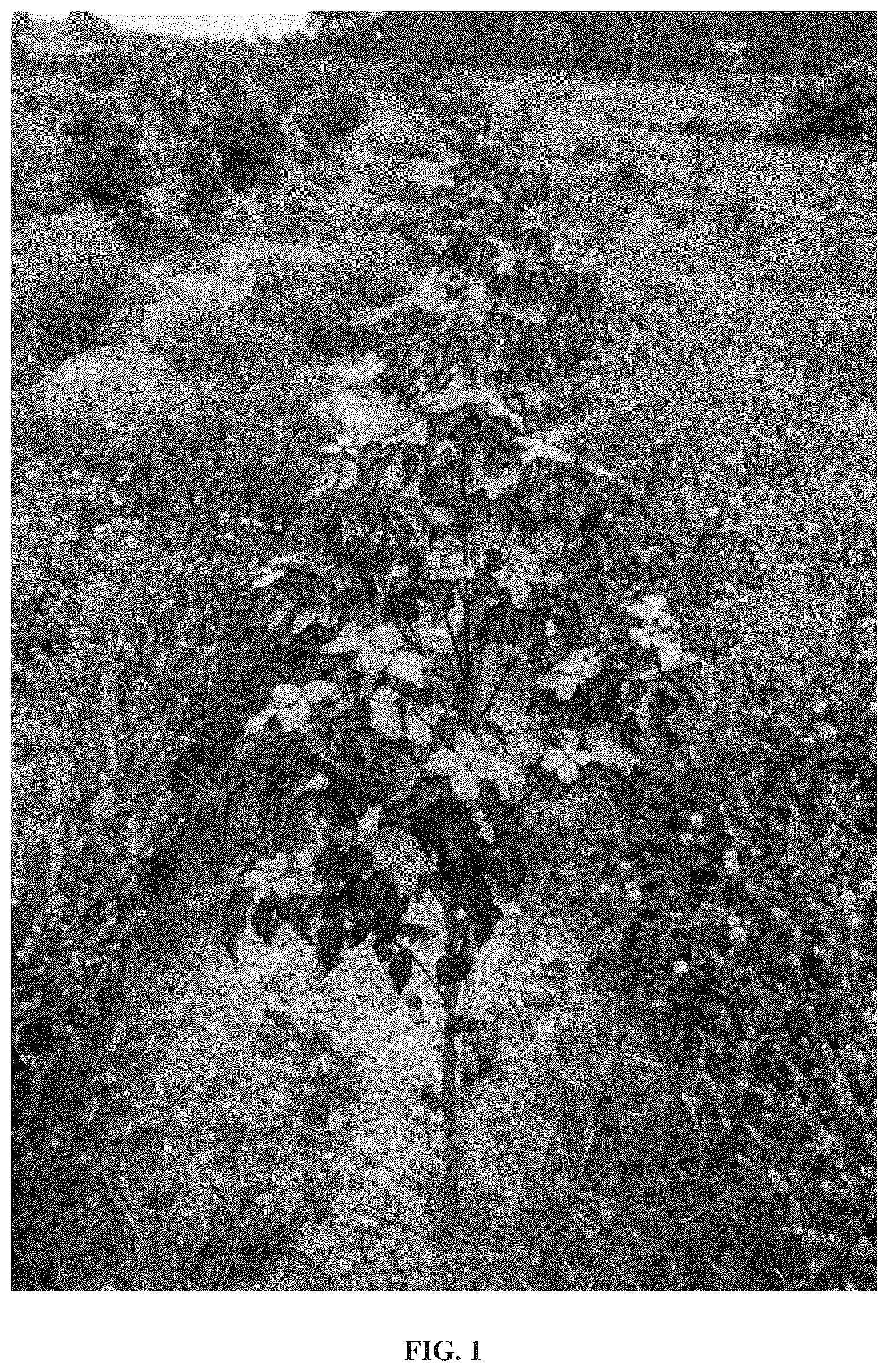 Patent USPP037241 Figure 1 – Cornus plant named ‘Botfire’