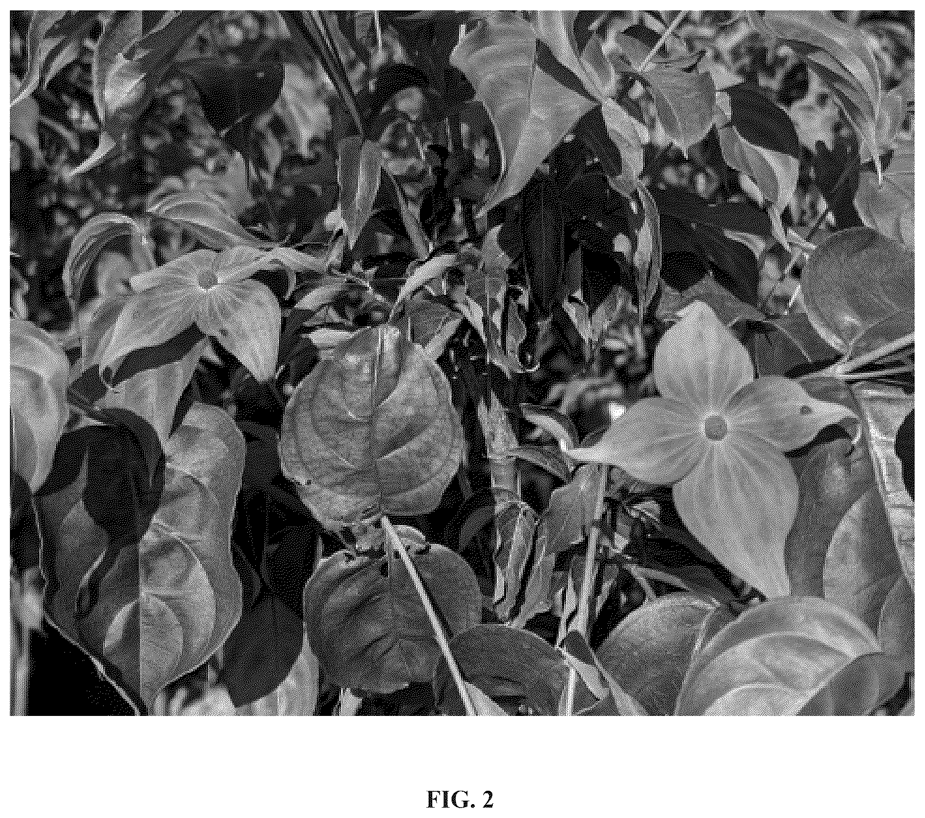 Patent USPP037241 Figure 2 – Cornus plant named ‘Botfire’