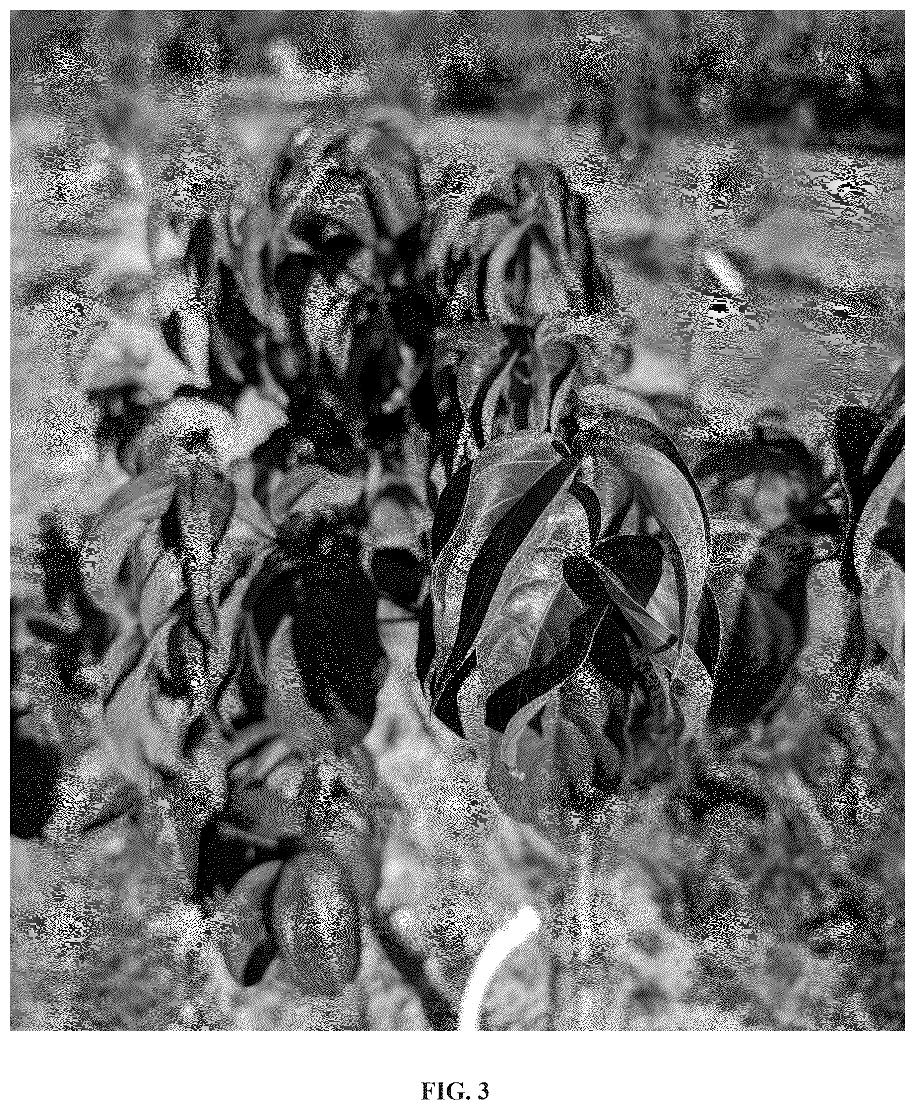 Patent USPP037241 Figure 3 – Cornus plant named ‘Botfire’